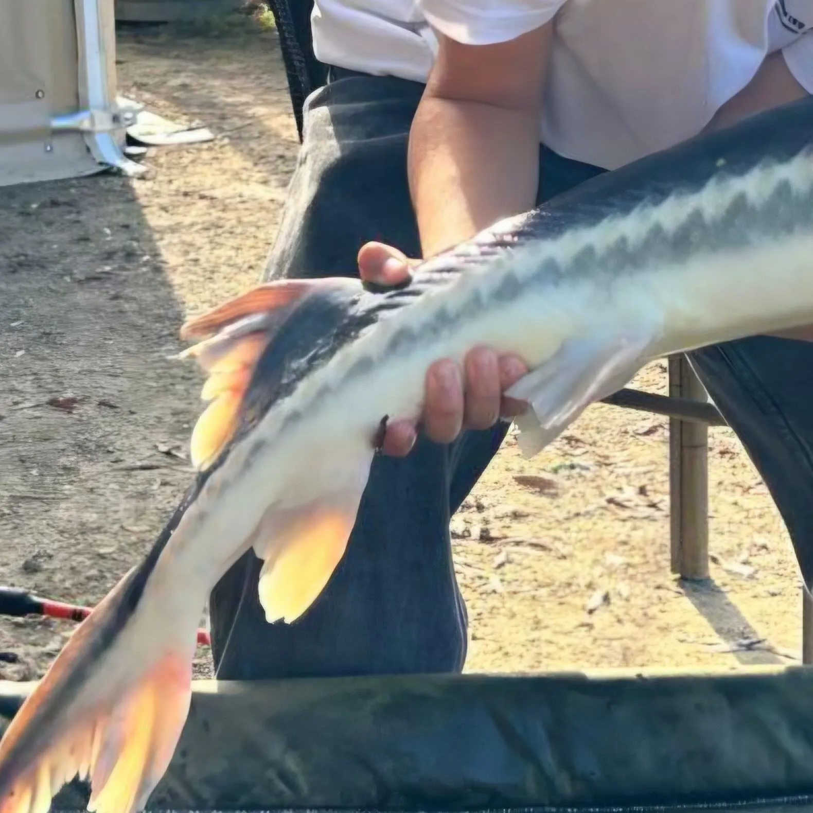 The most recent Starry sturgeon catches on Fishbrain