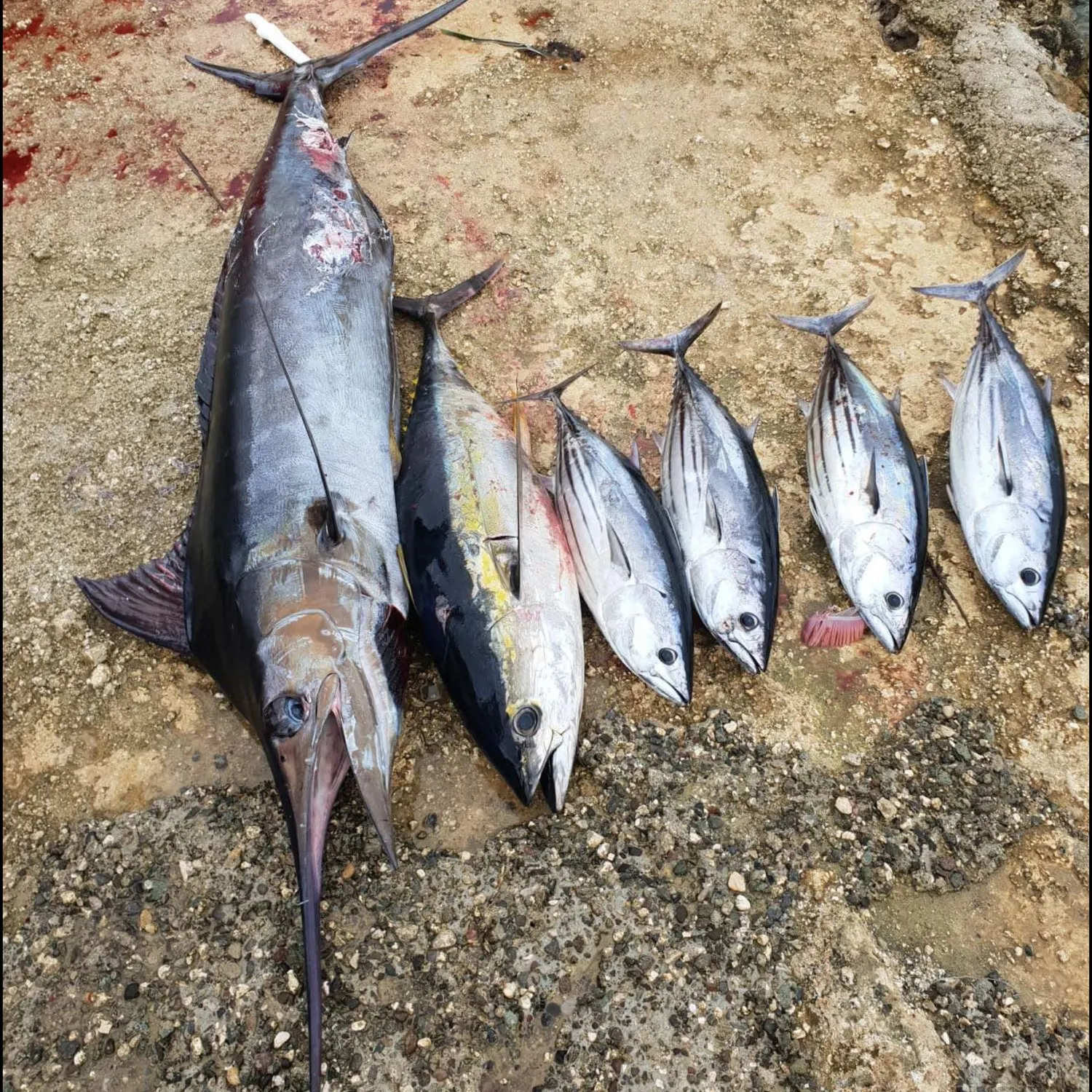 recently logged catches