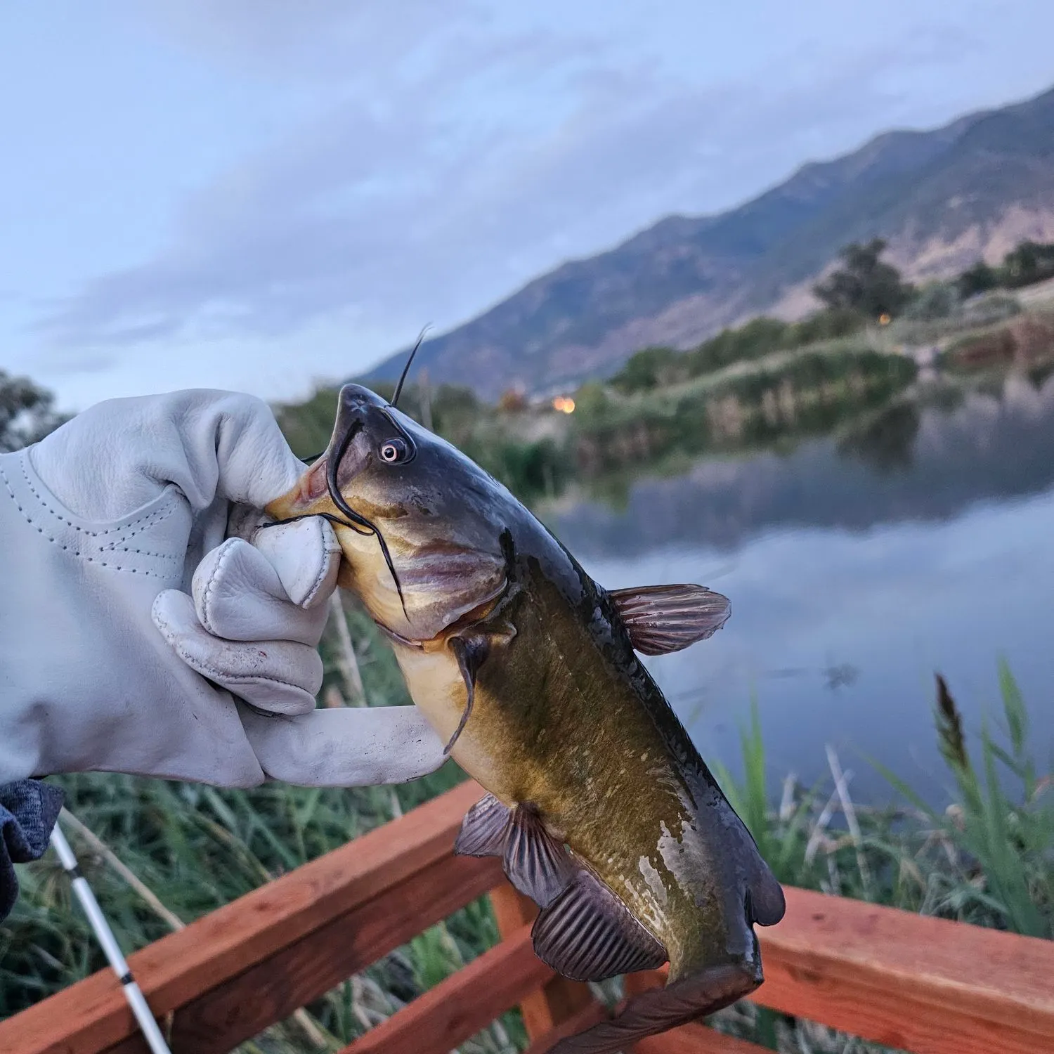 Black bullhead caught on Fishbrain