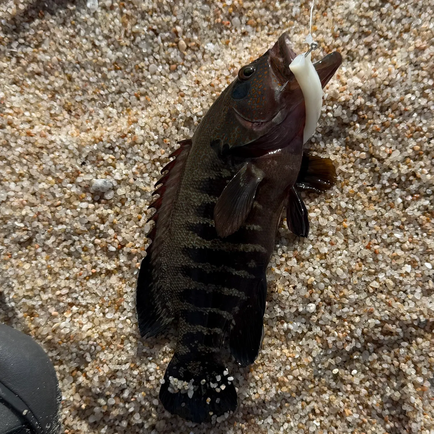 The most recent Pacific graysby grouper catches on Fishbrain