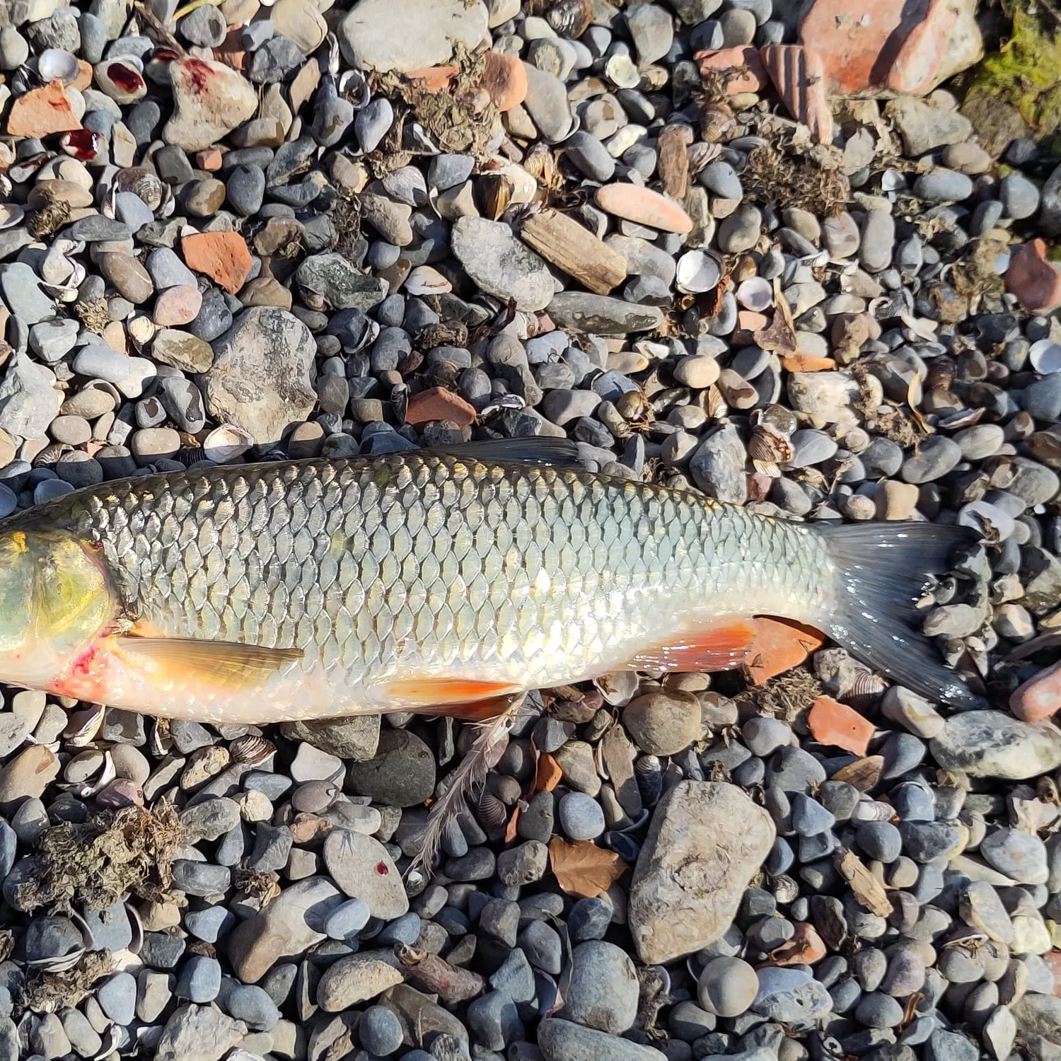 European chub caught on Fishbrain