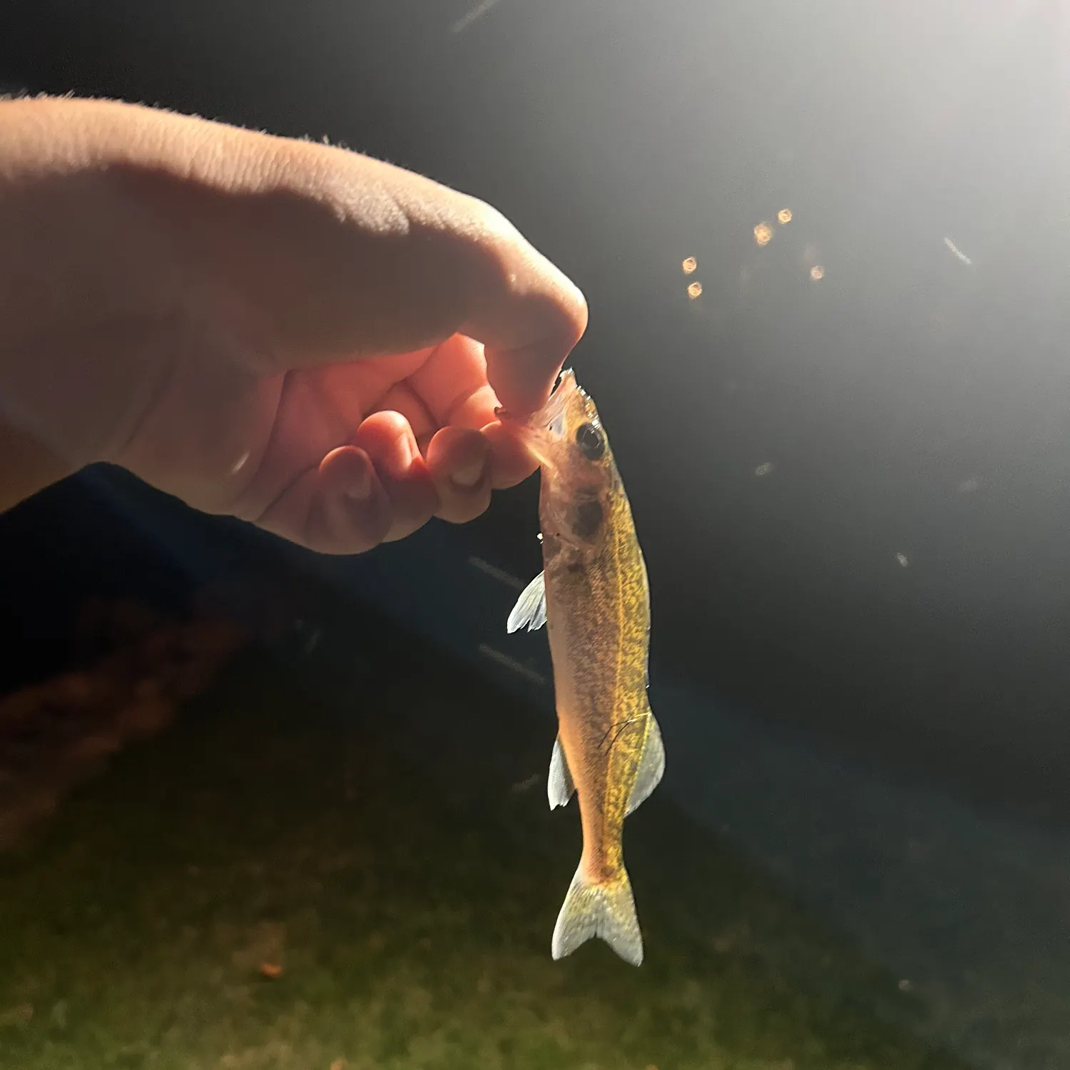 Walleye caught on Fishbrain