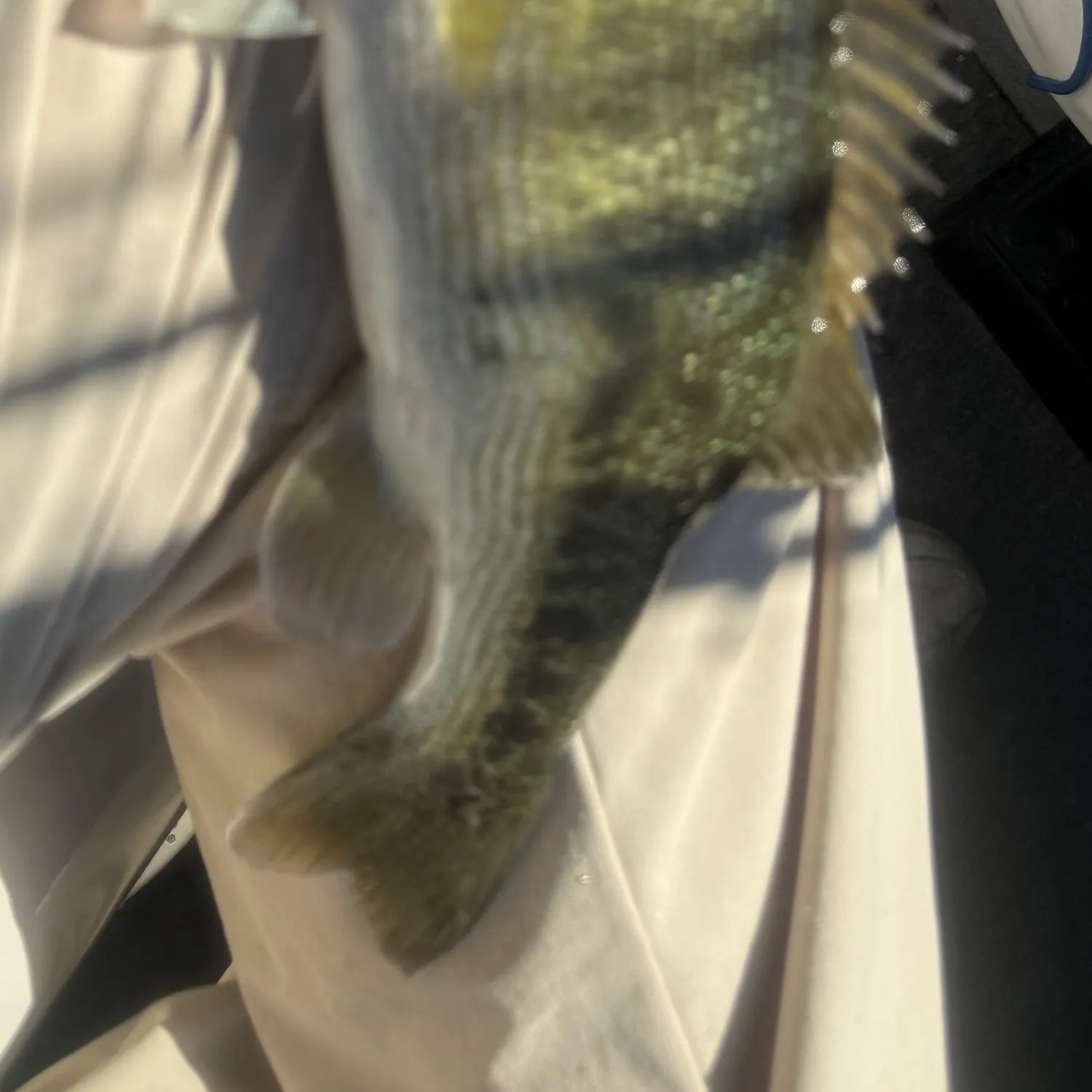 Spotted bass caught on Fishbrain