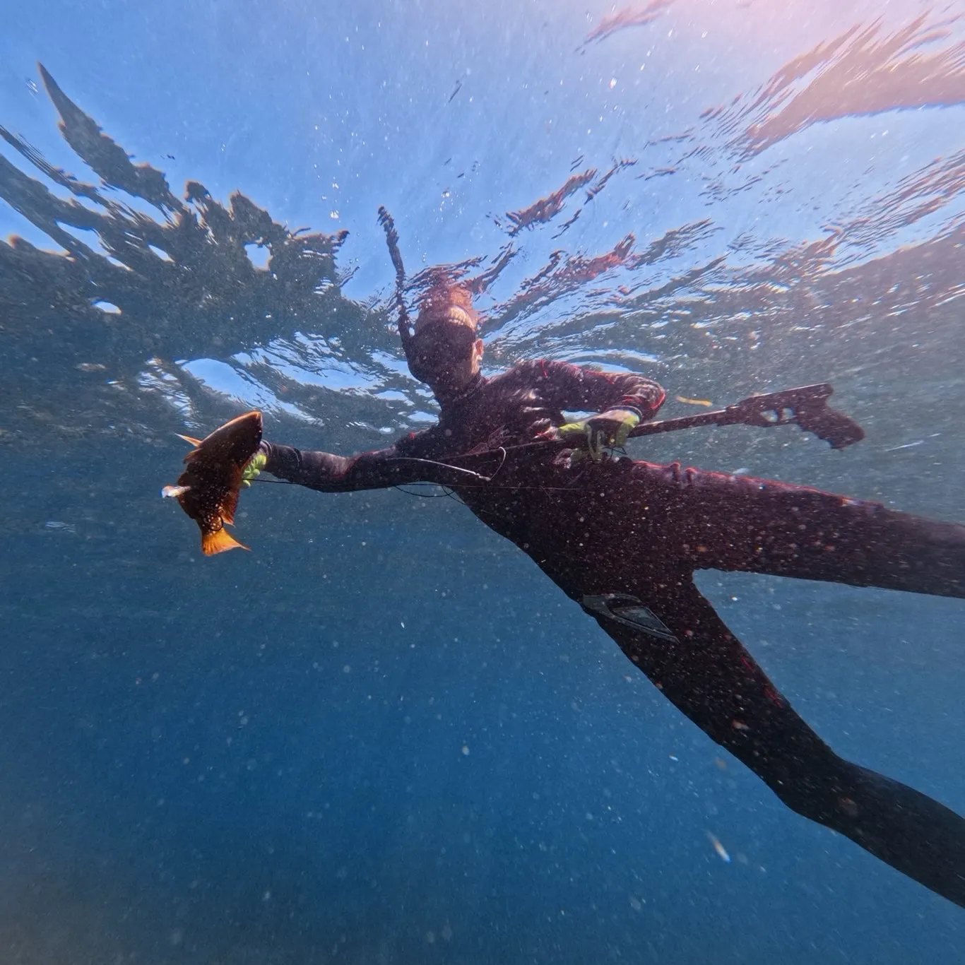 Rock wrasse caught on Fishbrain
