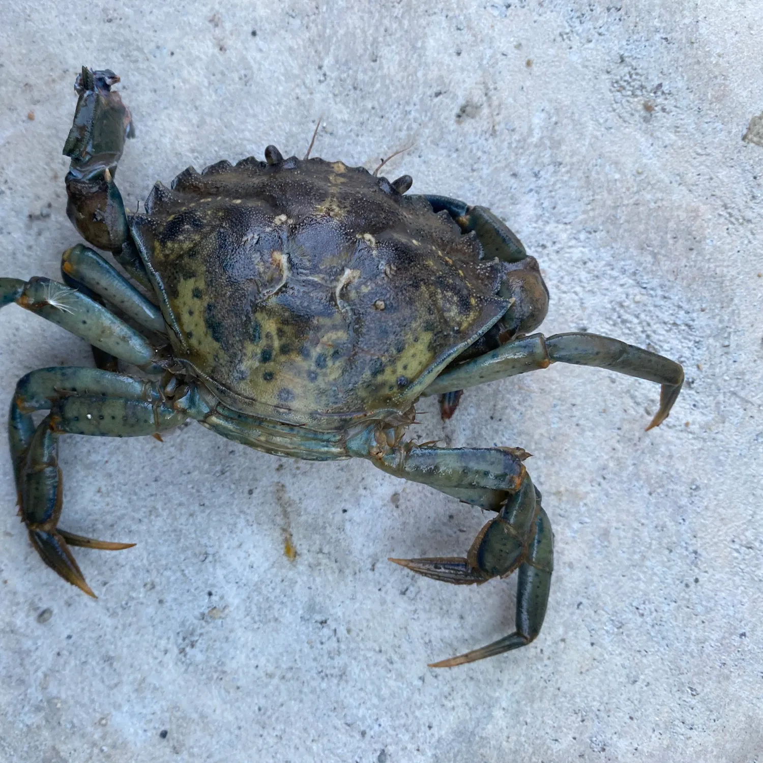 The most recent Green crab catches on Fishbrain