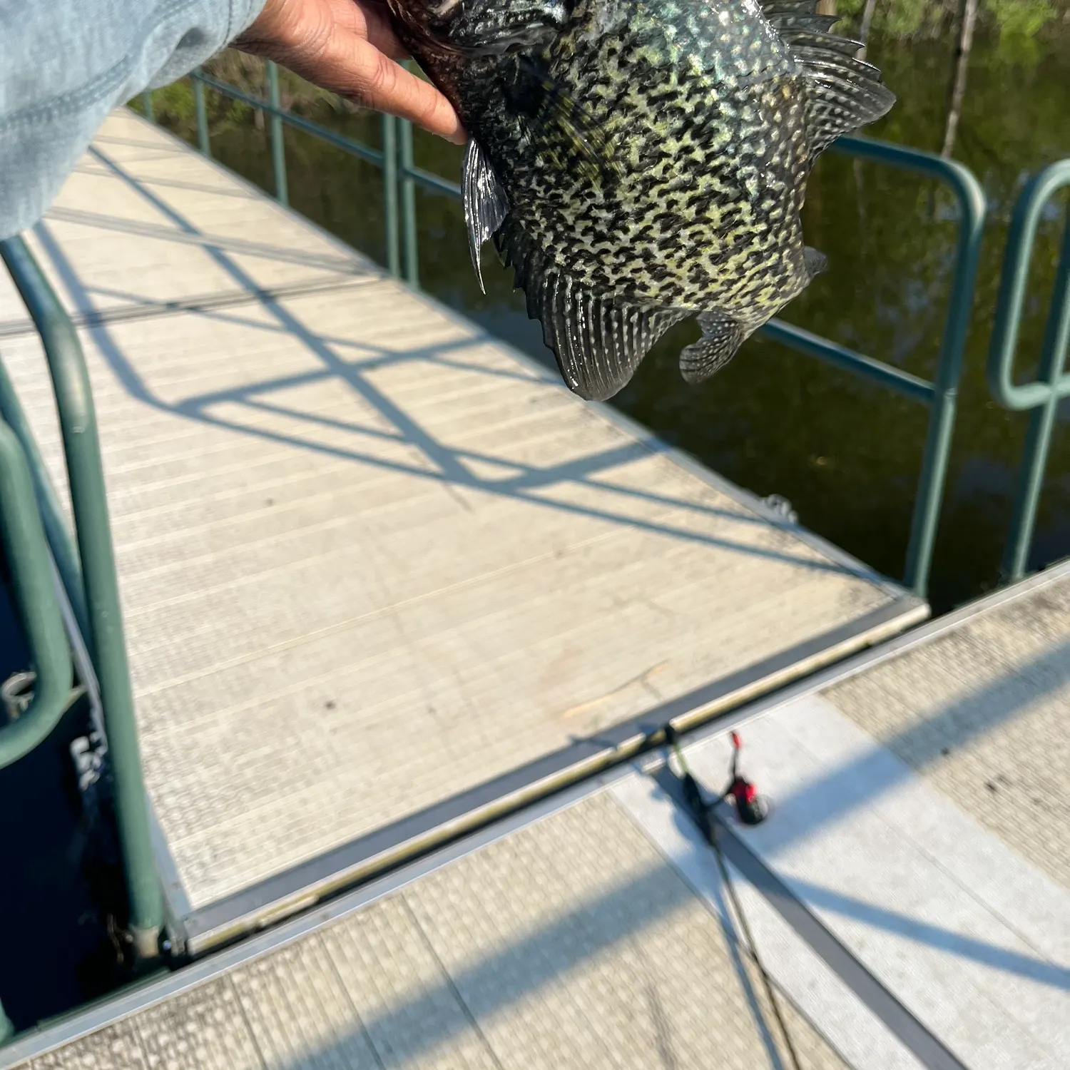 Black crappie caught on Fishbrain