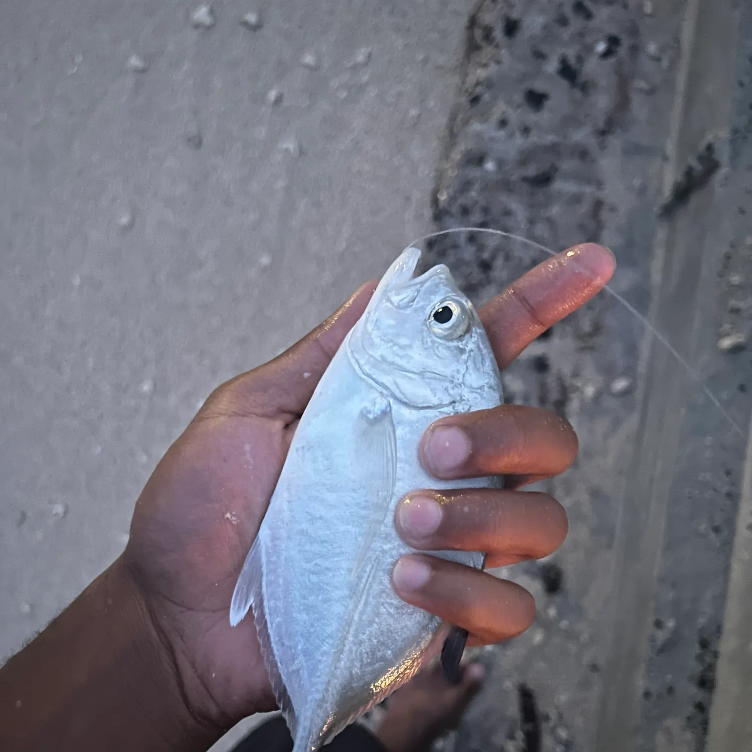 The most recent Yellow jack catches on Fishbrain