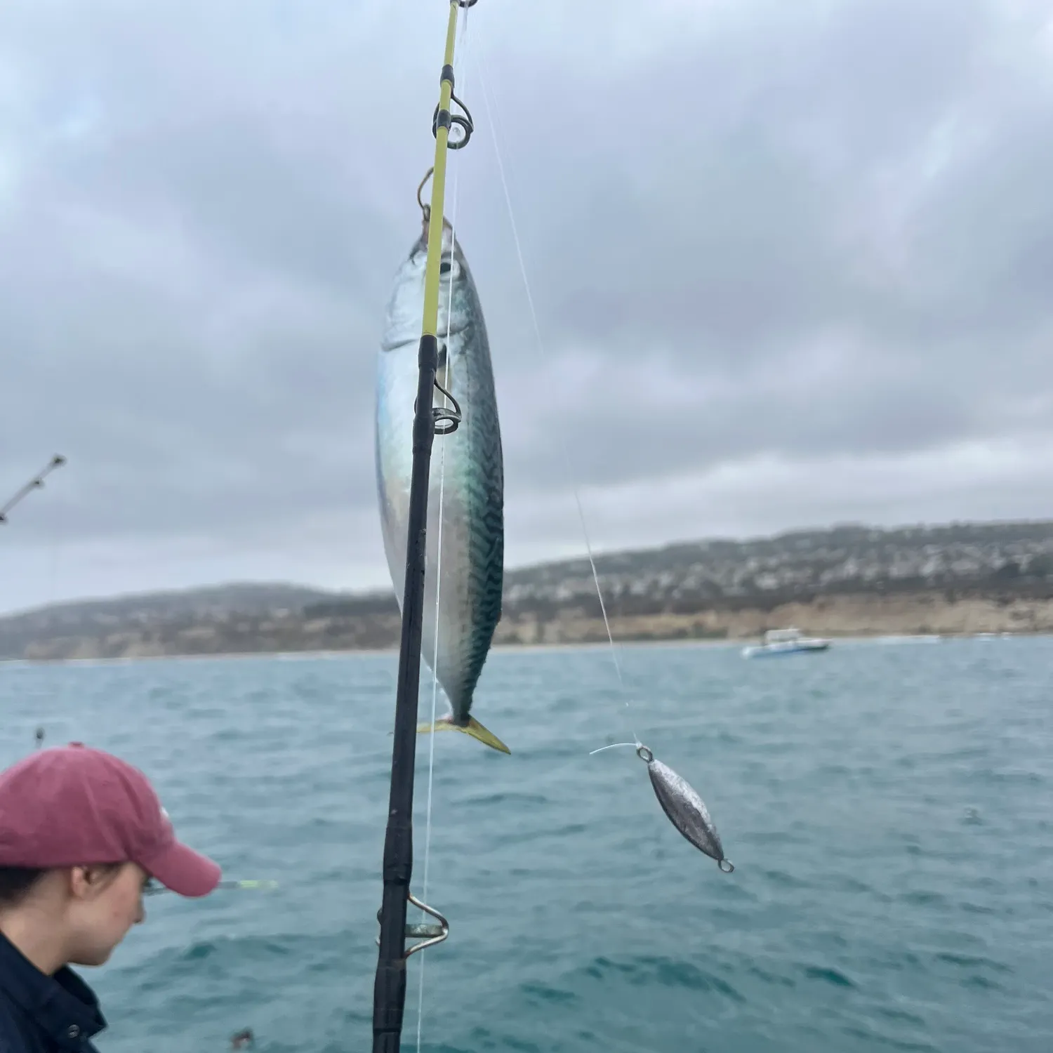 Pacific chub mackerel caught on Fishbrain