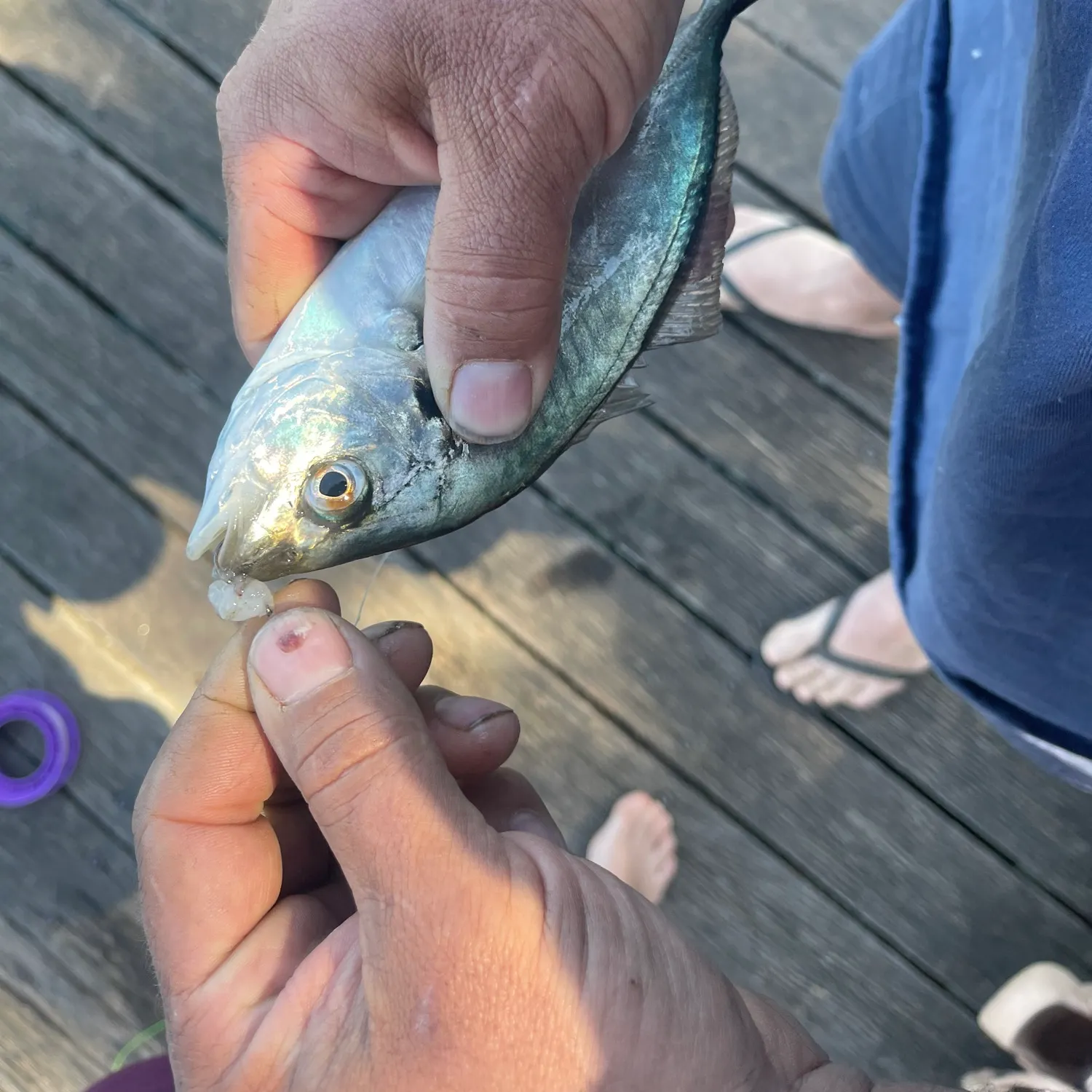 Silver trevally caught on Fishbrain