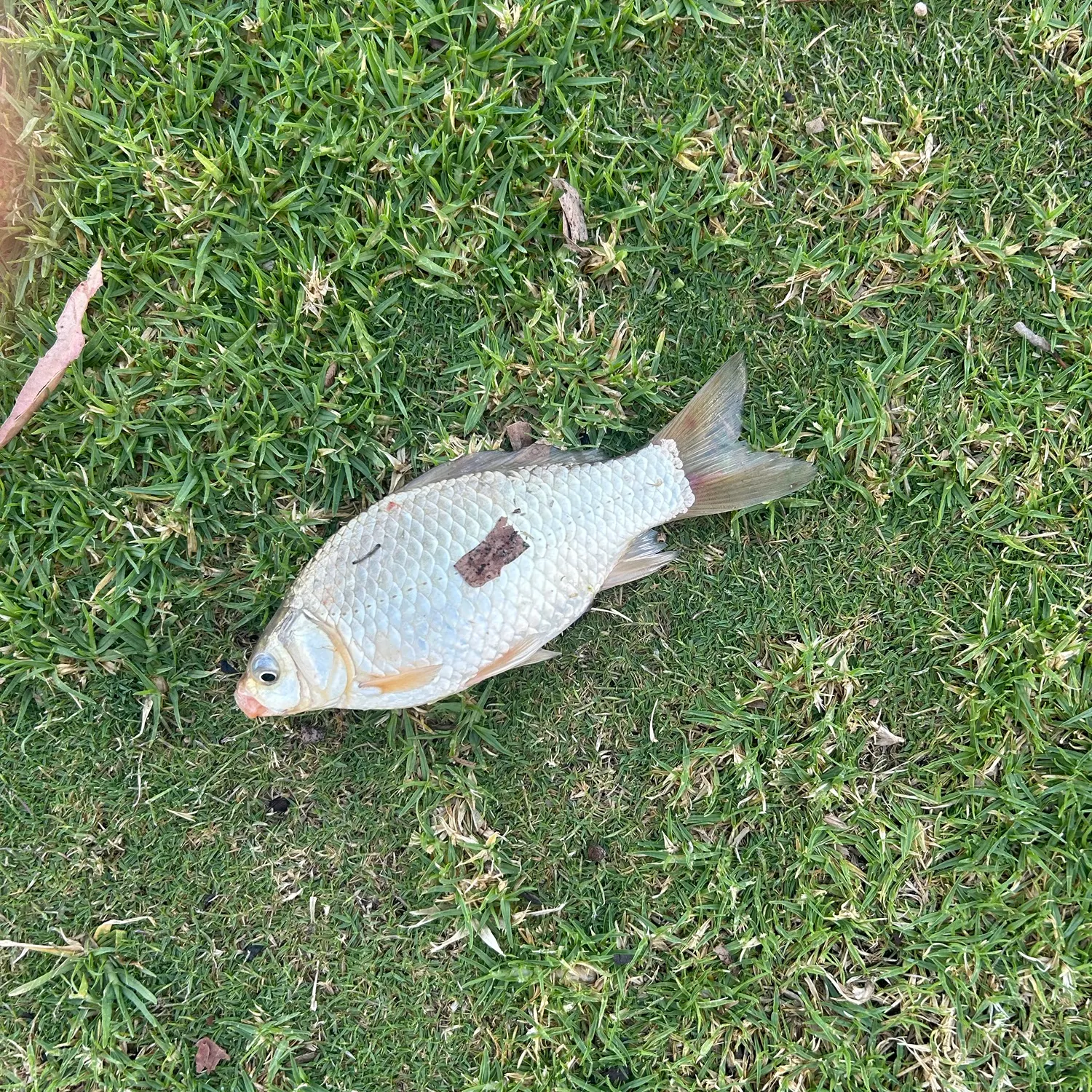 Common carp caught on Fishbrain