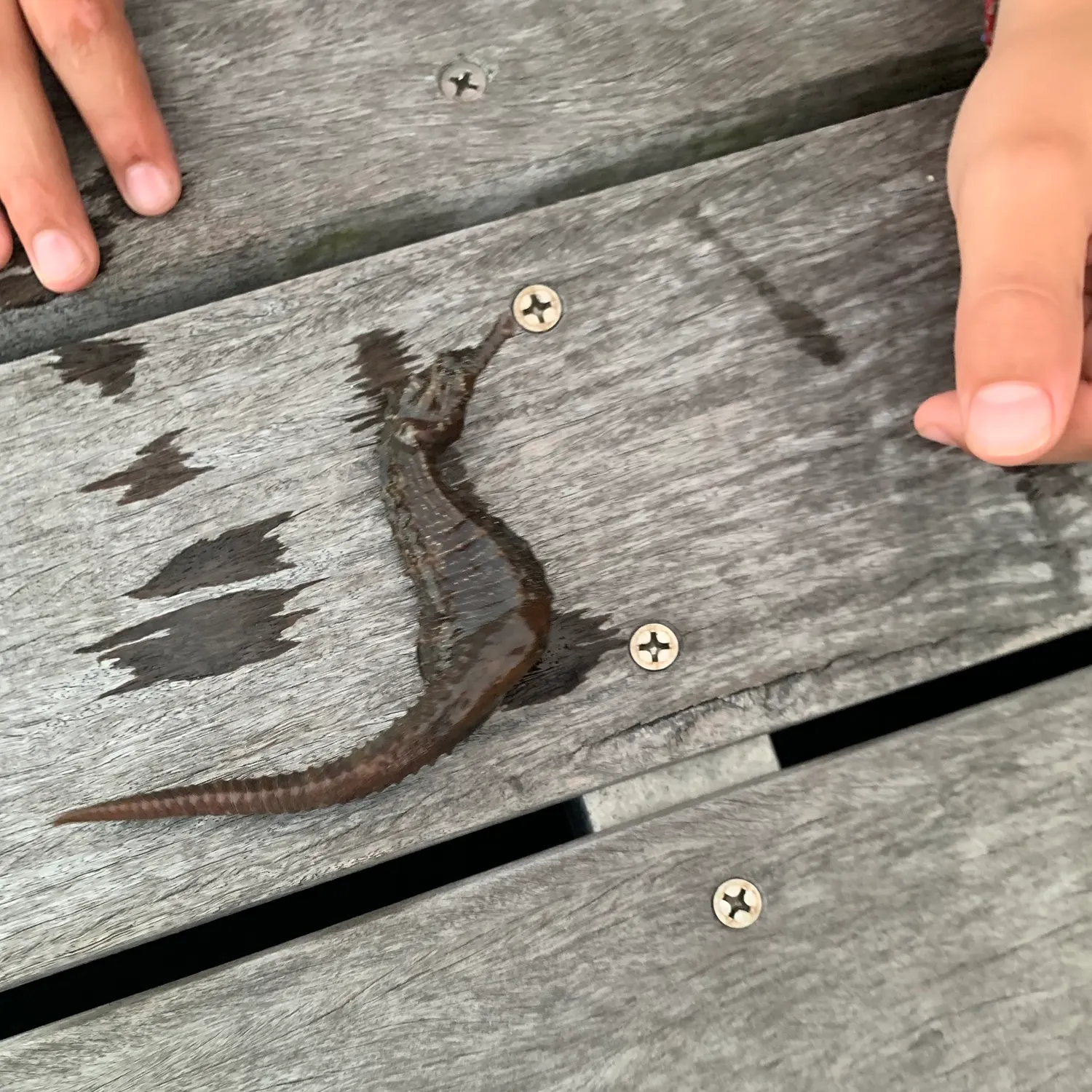 The most recent Great seahorse catches on Fishbrain