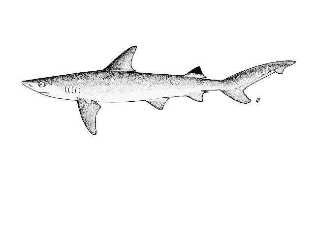 Blackspot shark