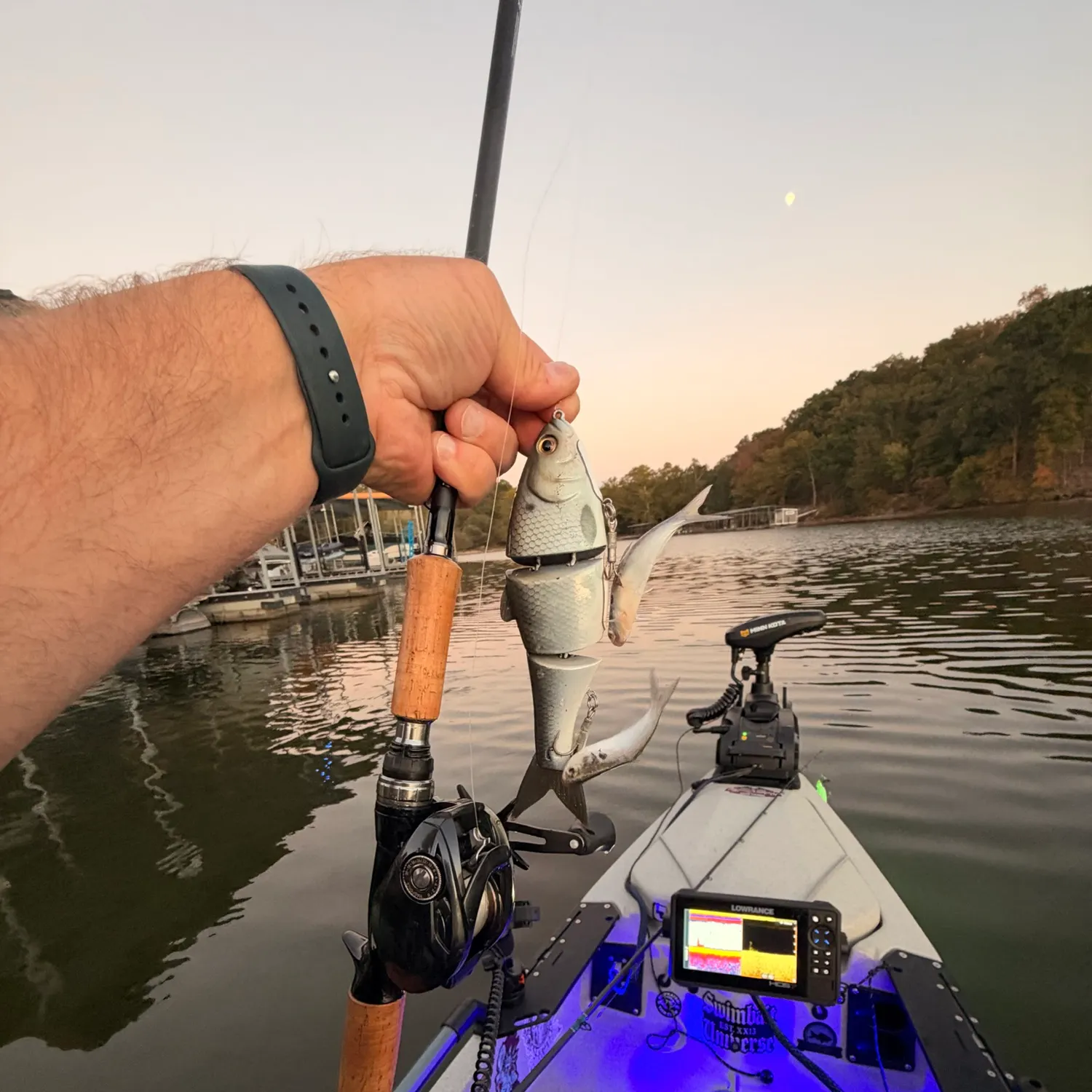 American gizzard shad caught on Fishbrain
