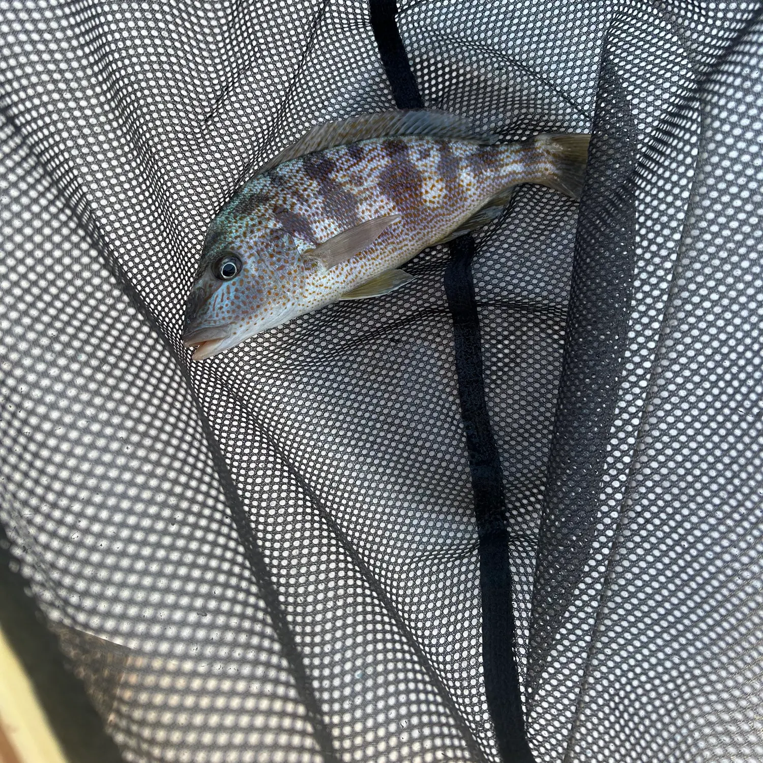 Sand perch caught on Fishbrain
