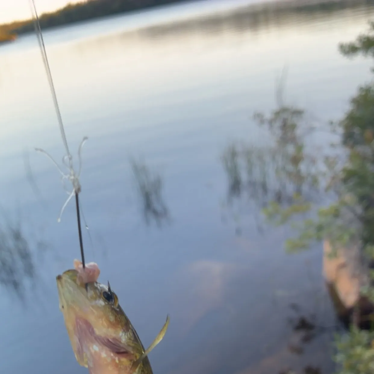 Yellow perch caught on Fishbrain