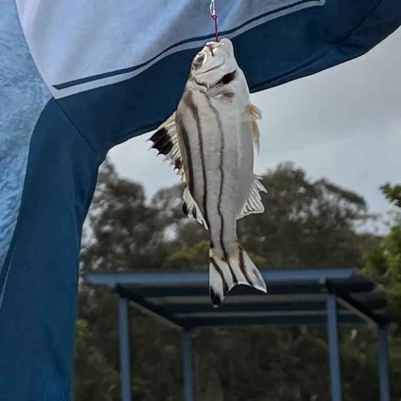 Fish caught on Fishbrain
