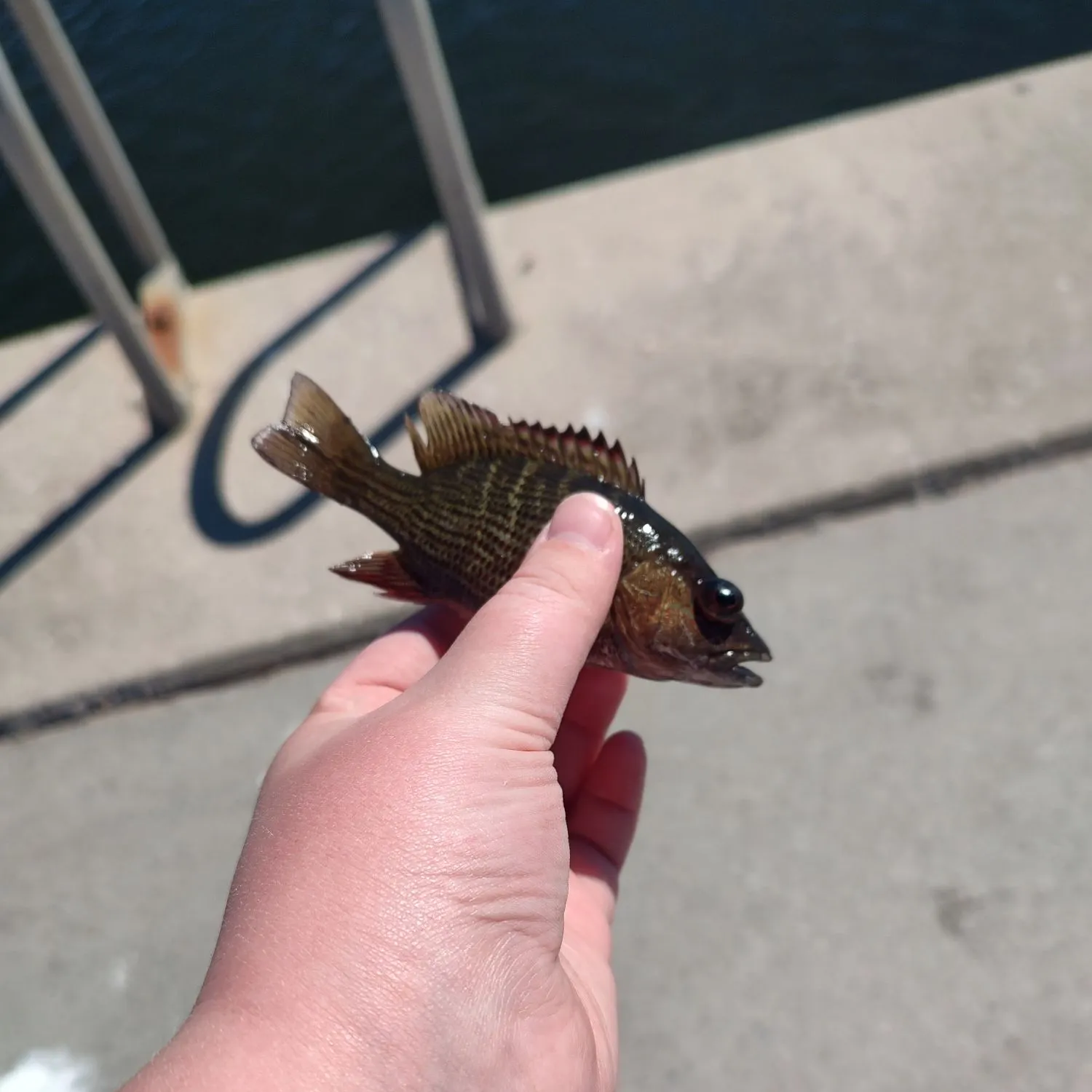 Mangrove snapper caught on Fishbrain