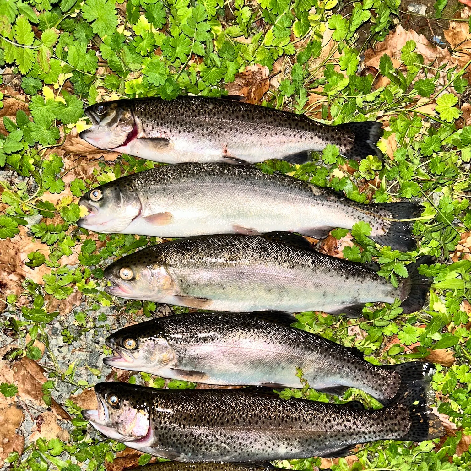 Rainbow trout caught on Fishbrain