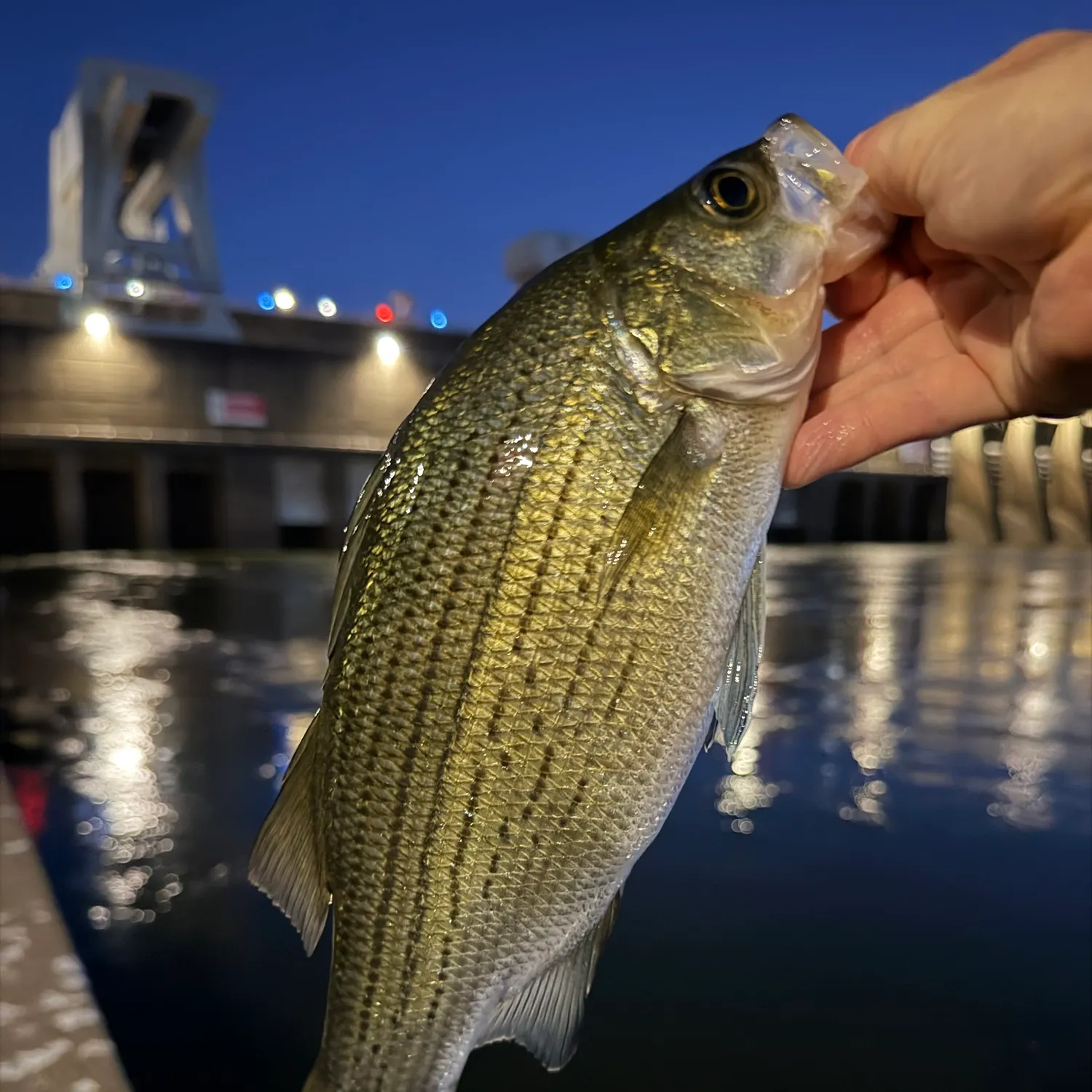 White bass caught on Fishbrain