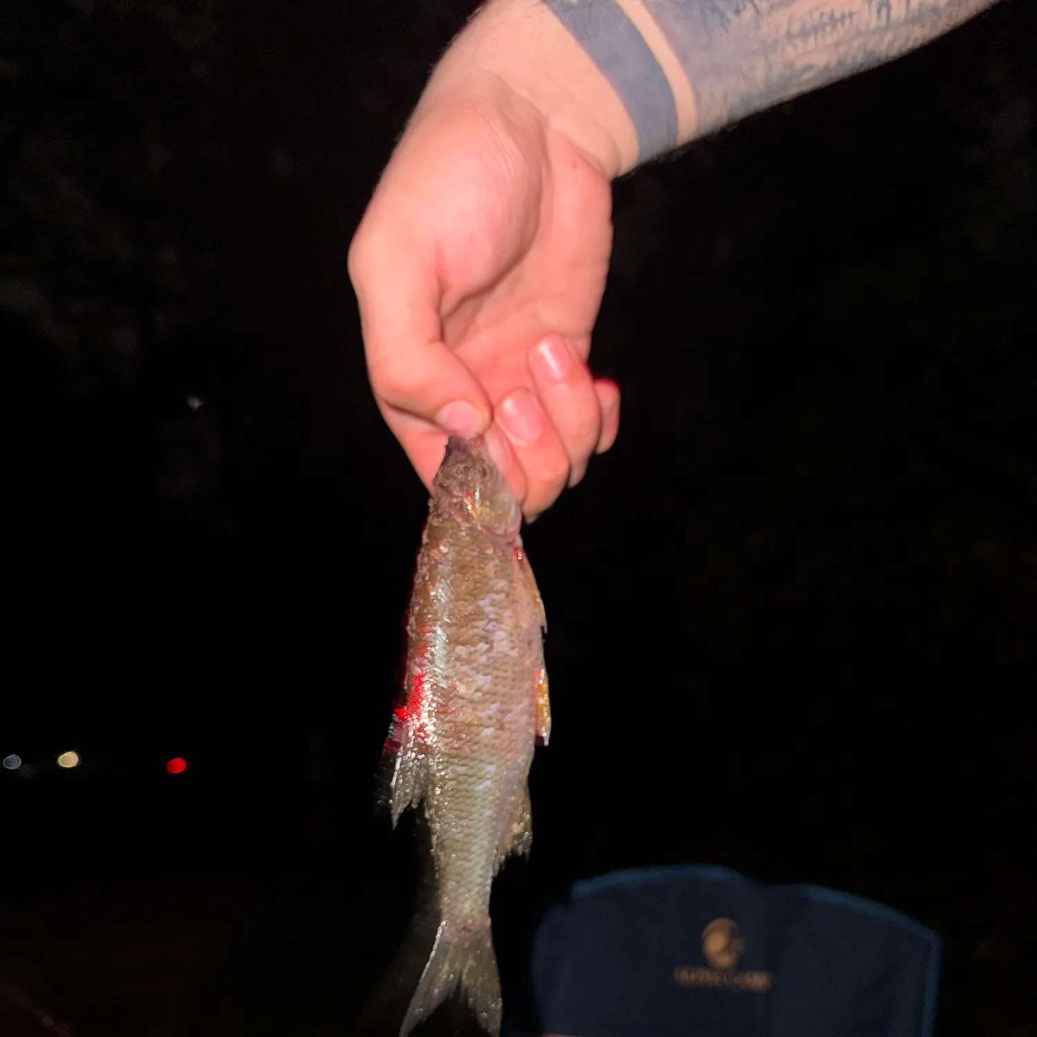 Golden shiner caught on Fishbrain