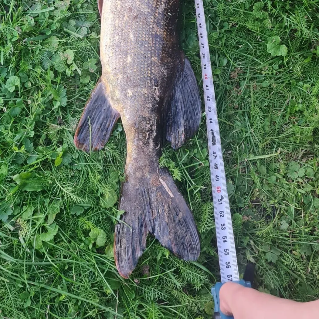 Northern pike caught on Fishbrain
