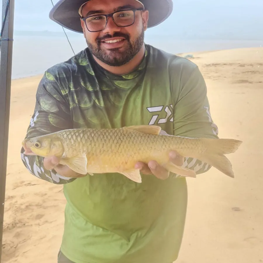 The most recent Smallmouth yellowfish catches on Fishbrain