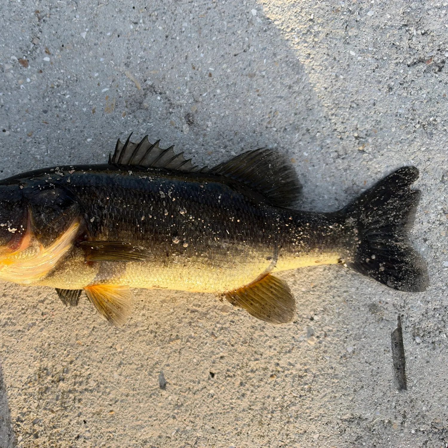 Largemouth bass caught on Fishbrain