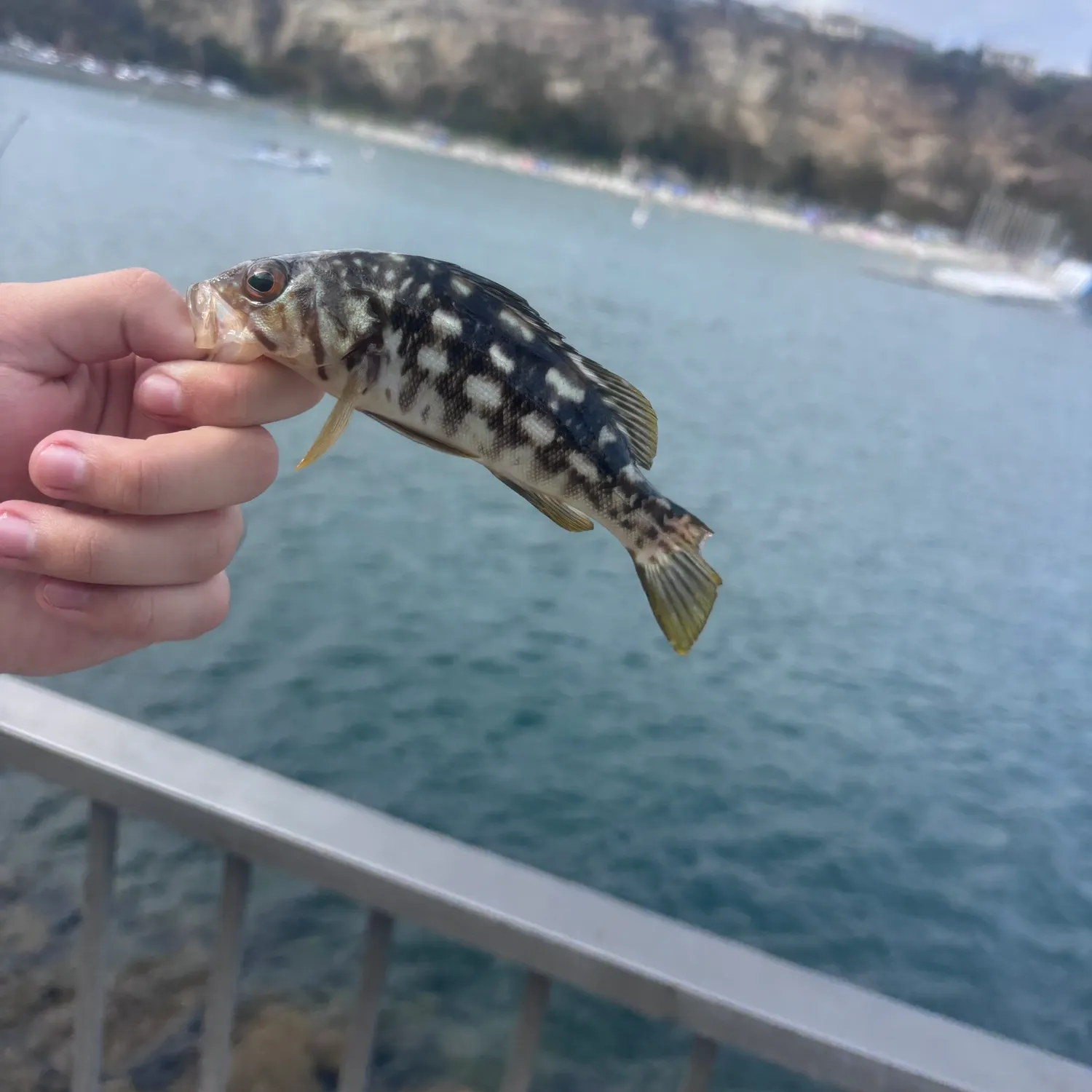 Kelp bass caught on Fishbrain
