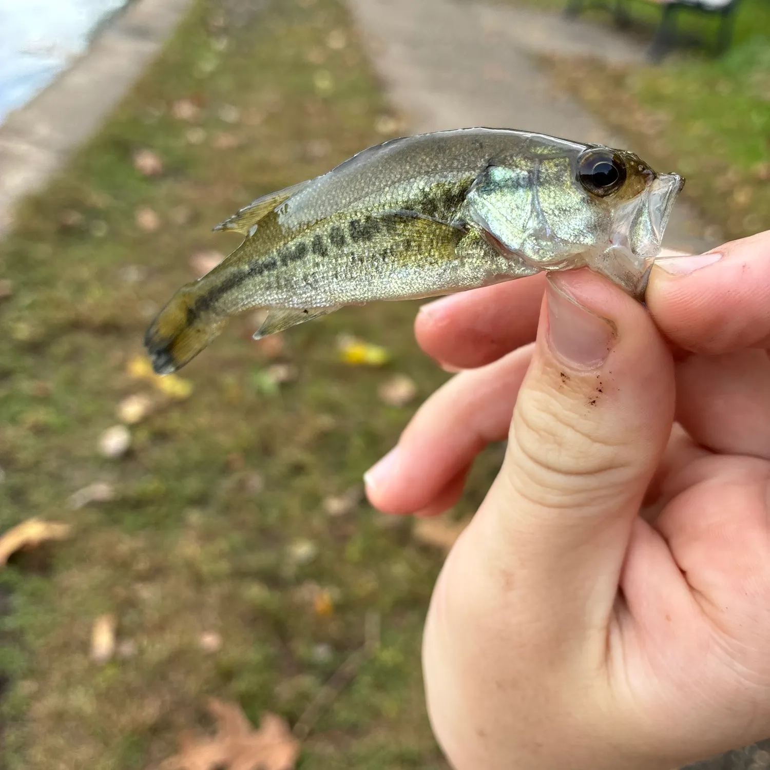 Spotted bass caught on Fishbrain