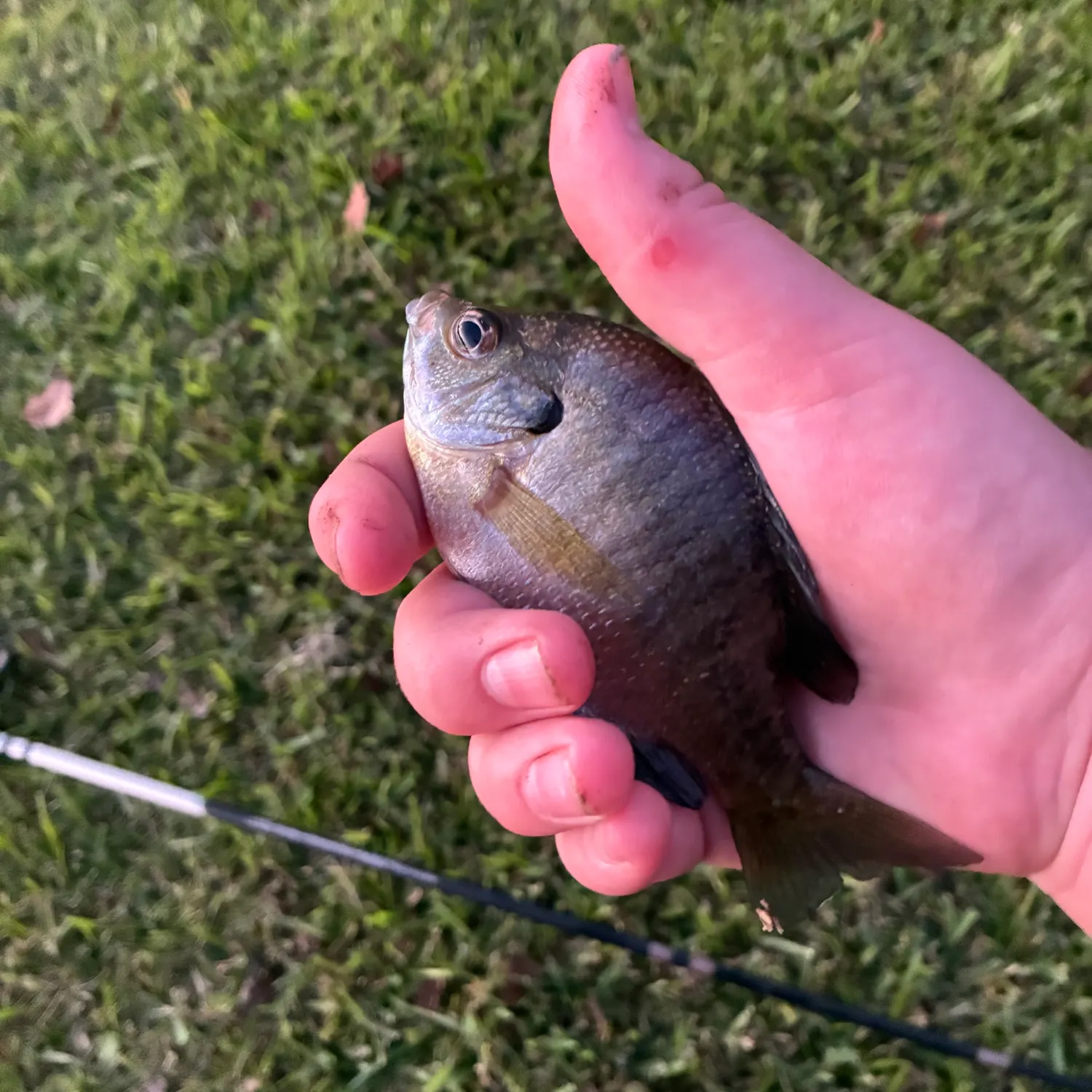 Bluegill caught on Fishbrain