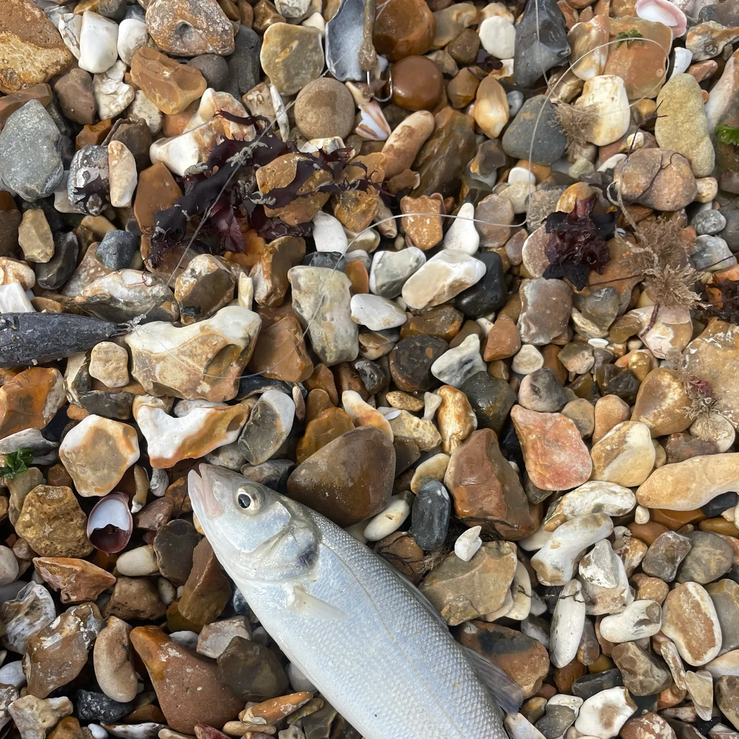 European seabass caught on Fishbrain