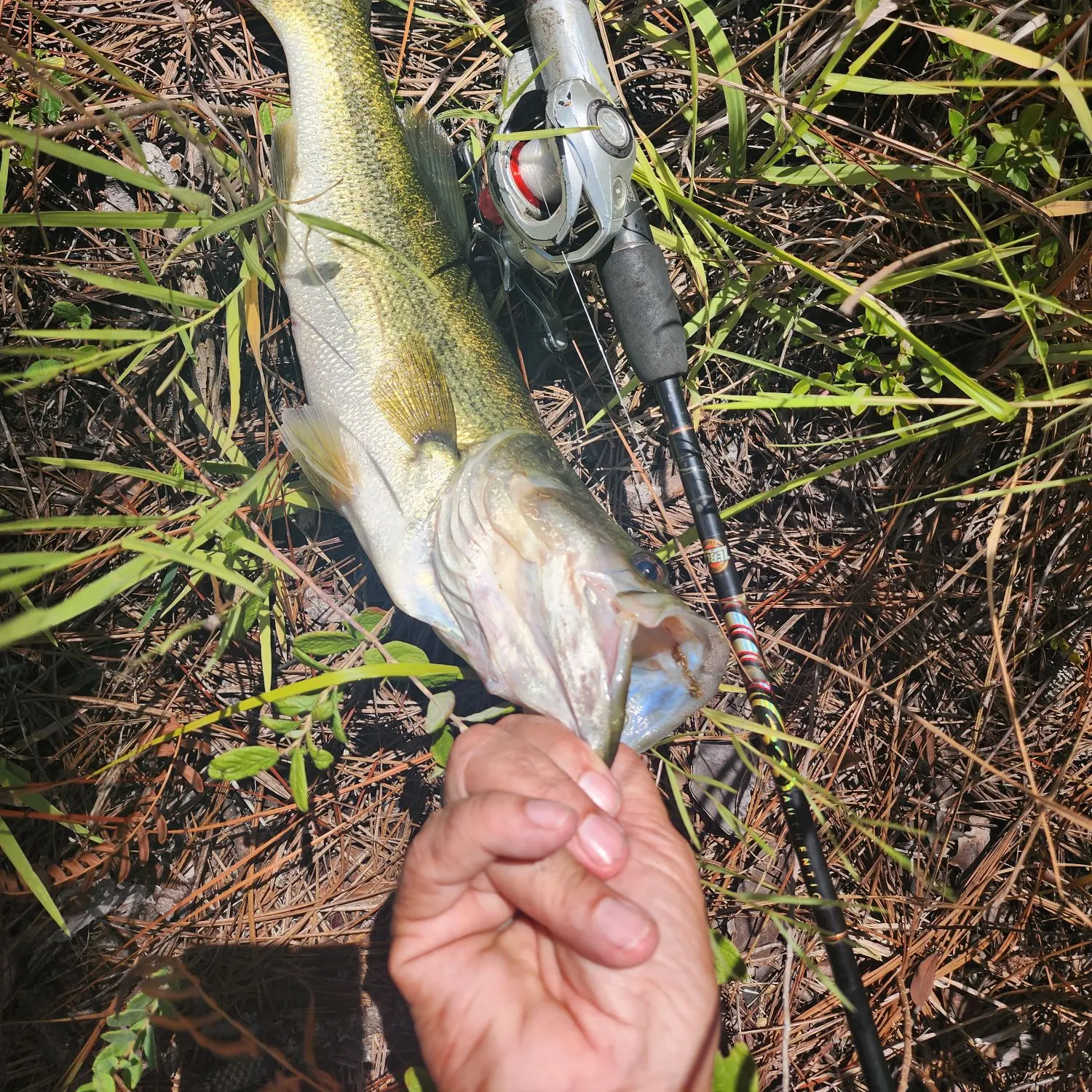 Largemouth bass caught on Fishbrain