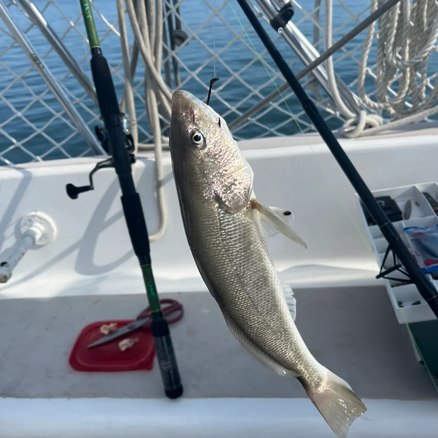 The most recent Gulf kingcroaker catches on Fishbrain