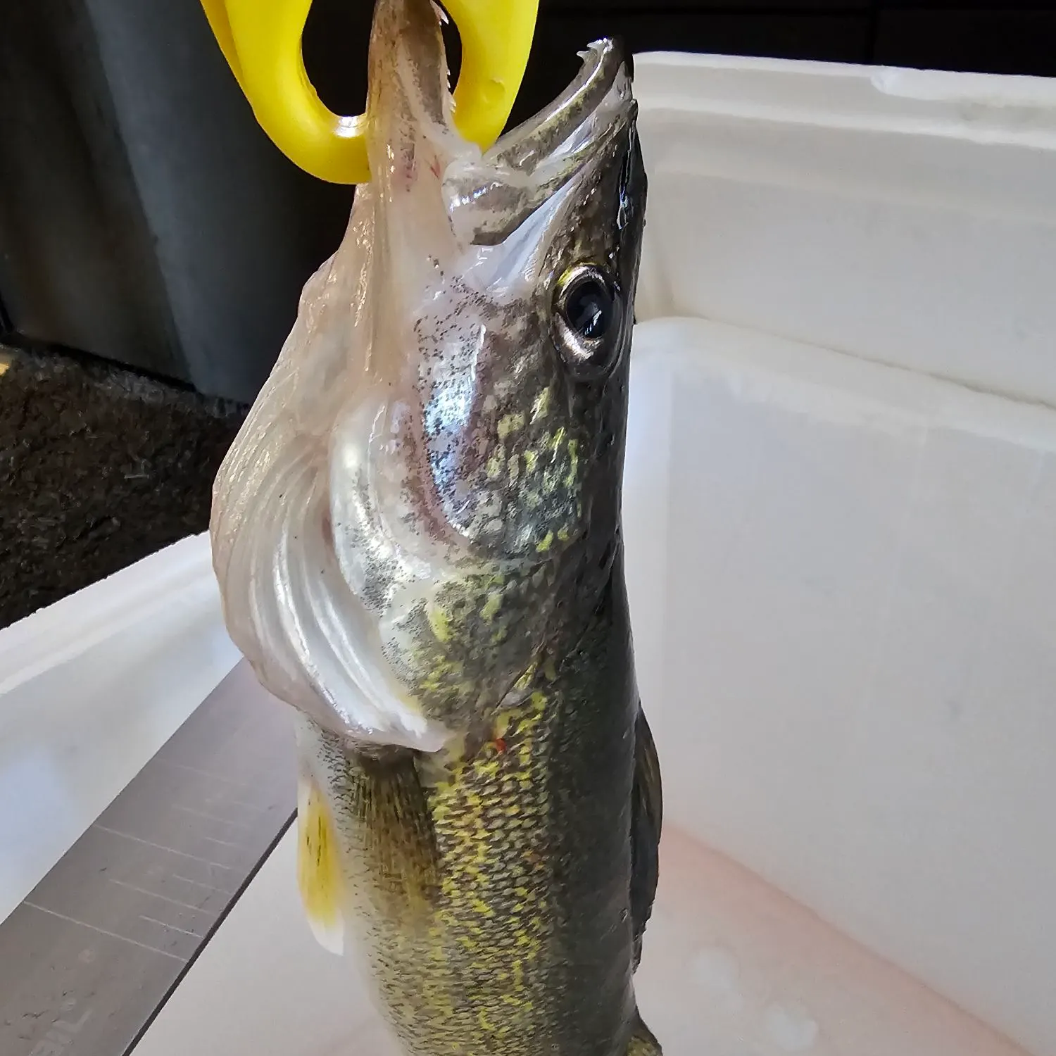 Walleye caught on Fishbrain