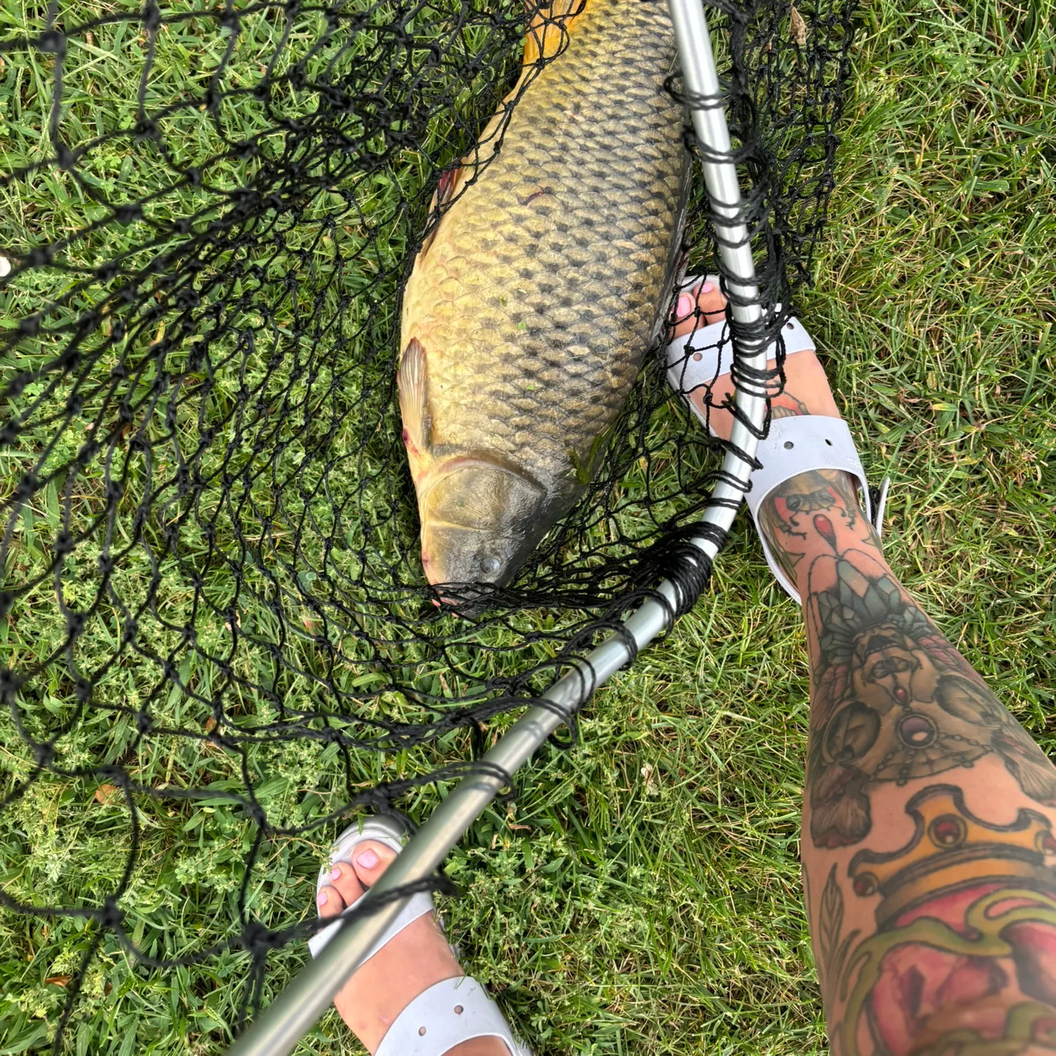 Common carp caught on Fishbrain