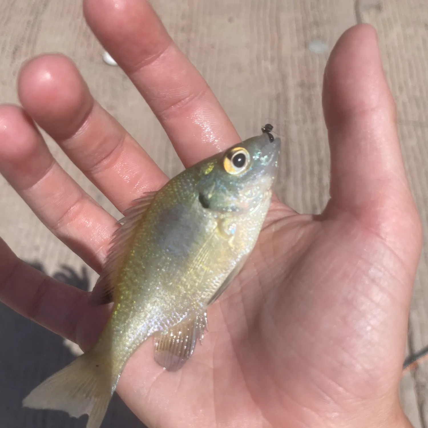 Bluegill caught on Fishbrain