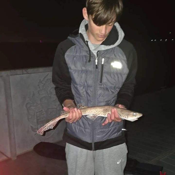 The most recent Nursehound catches on Fishbrain