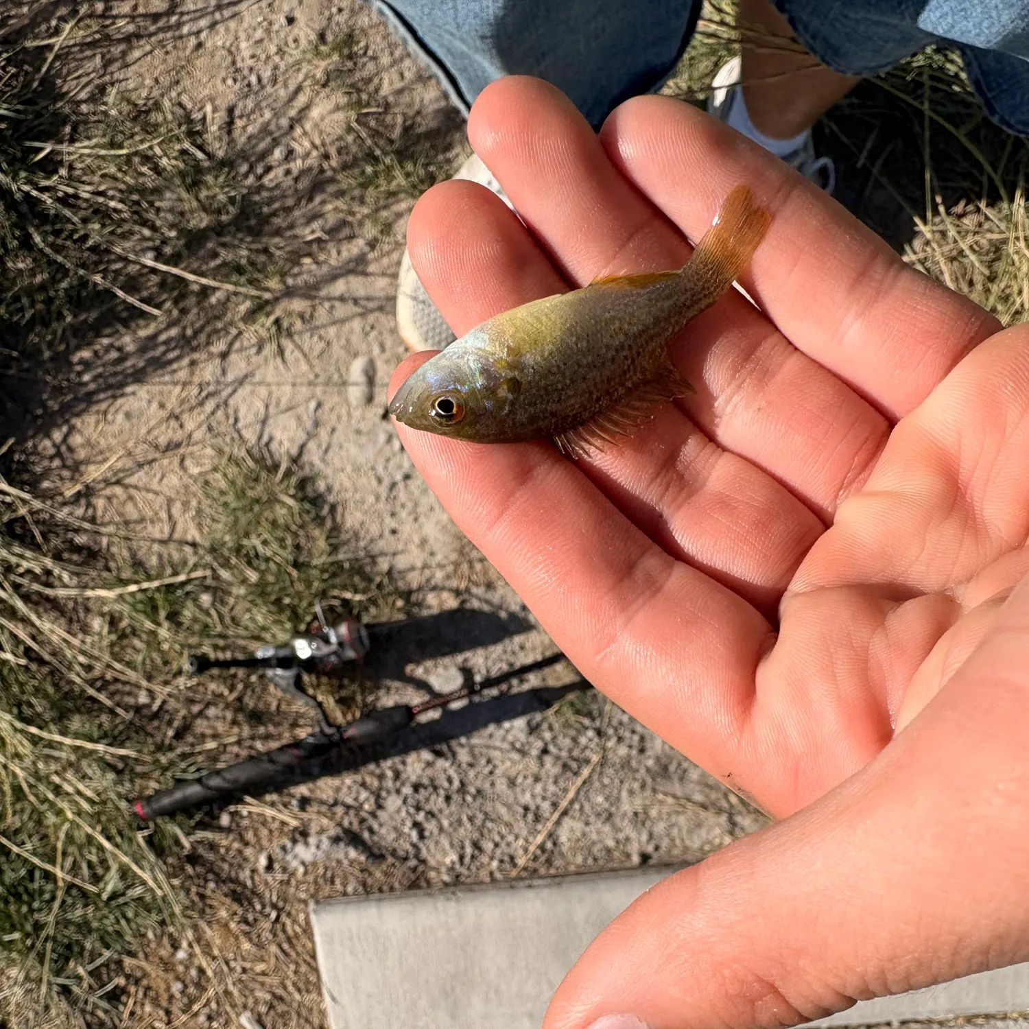 Green sunfish caught on Fishbrain