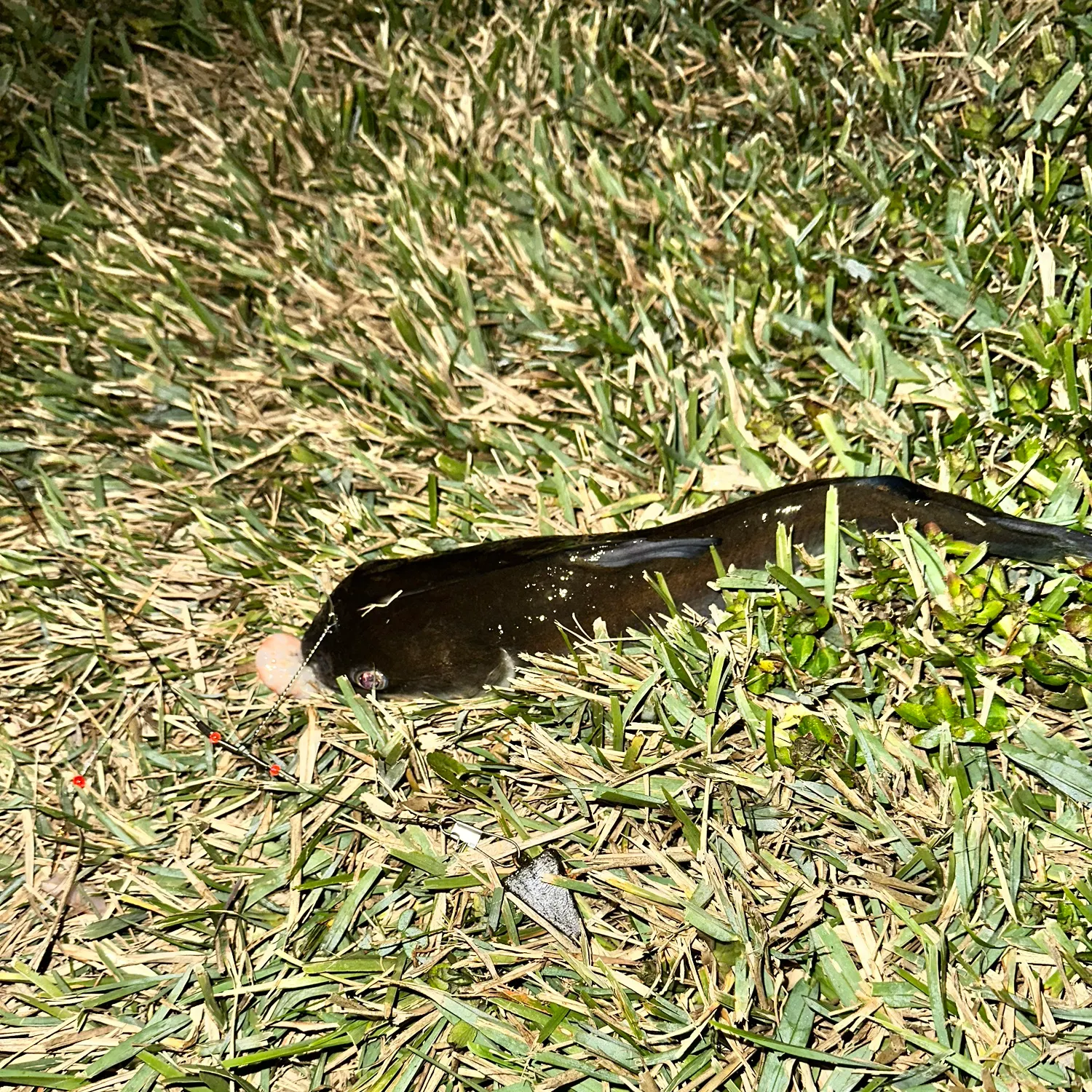 The most recent Hardhead sea catfish catches on Fishbrain