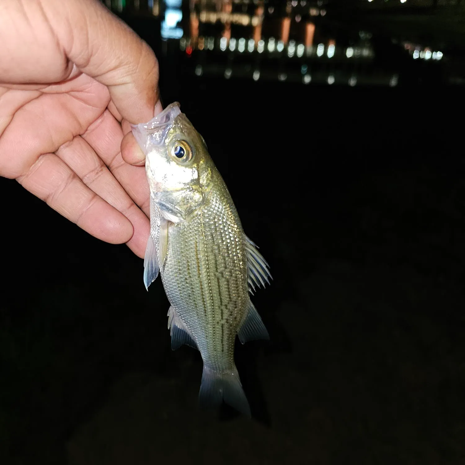 White bass caught on Fishbrain