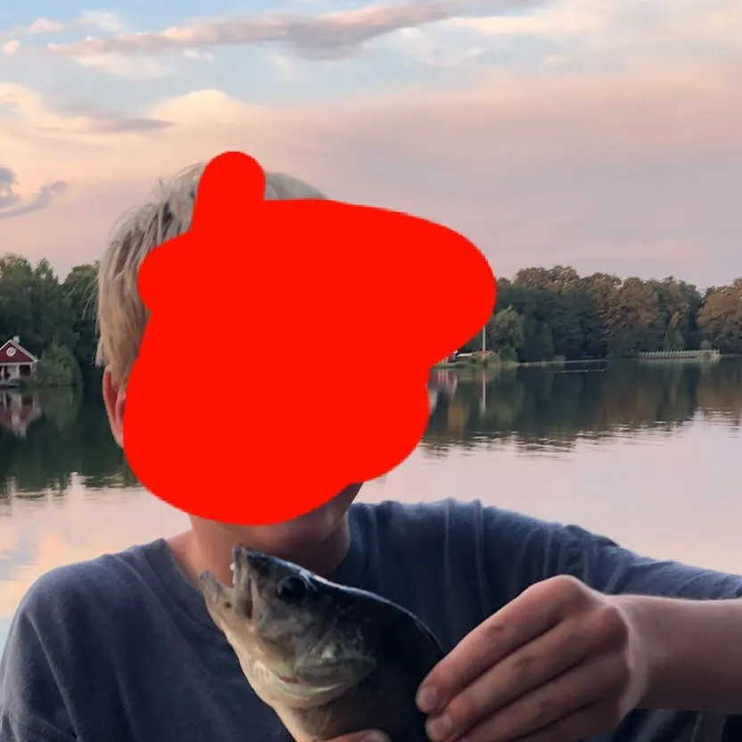 European perch caught on Fishbrain
