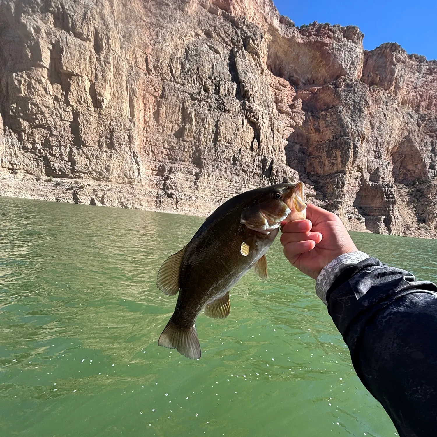 Smallmouth bass caught on Fishbrain