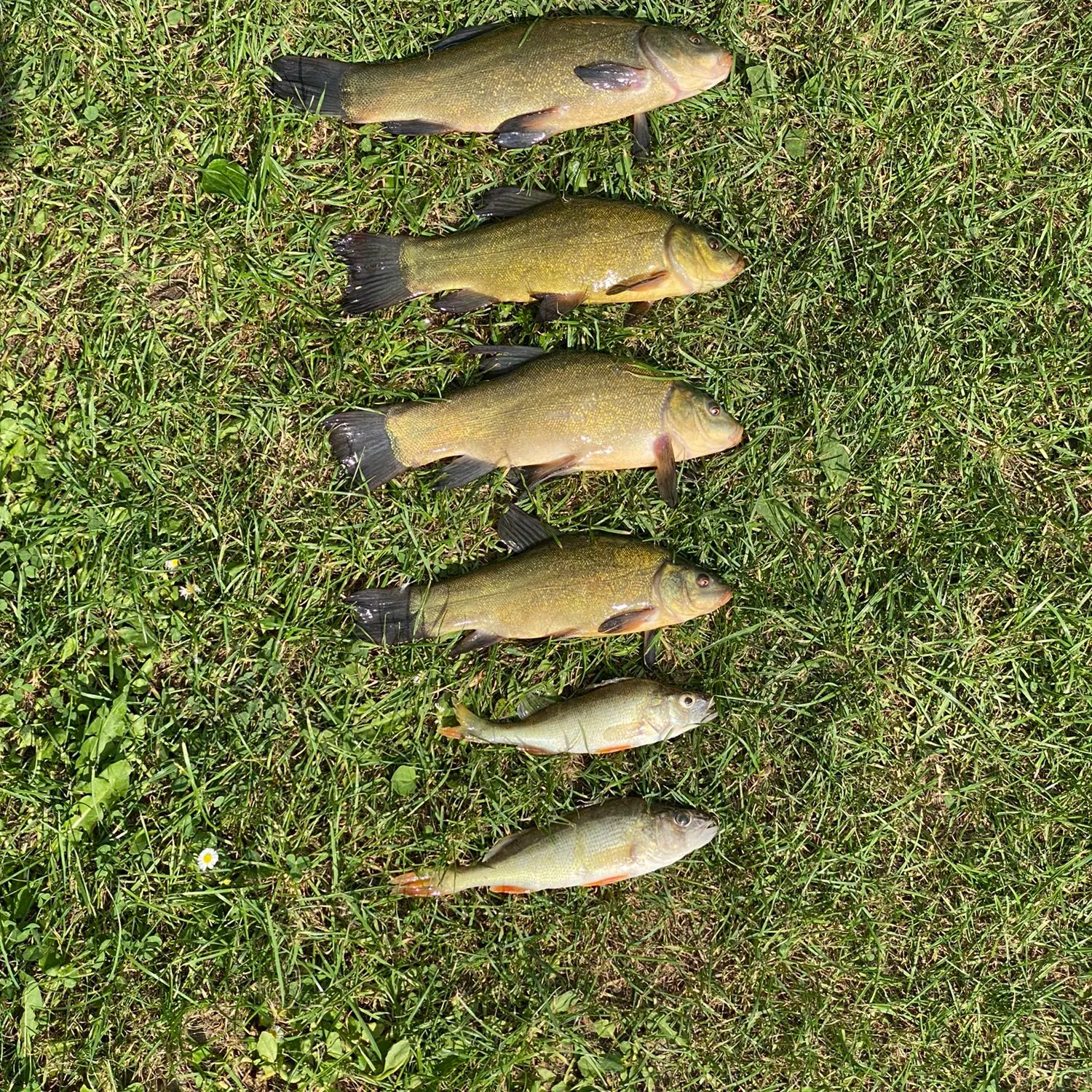 recently logged catches