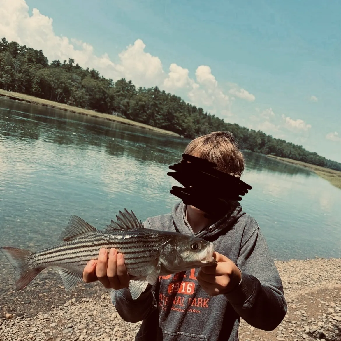 Striped bass caught on Fishbrain