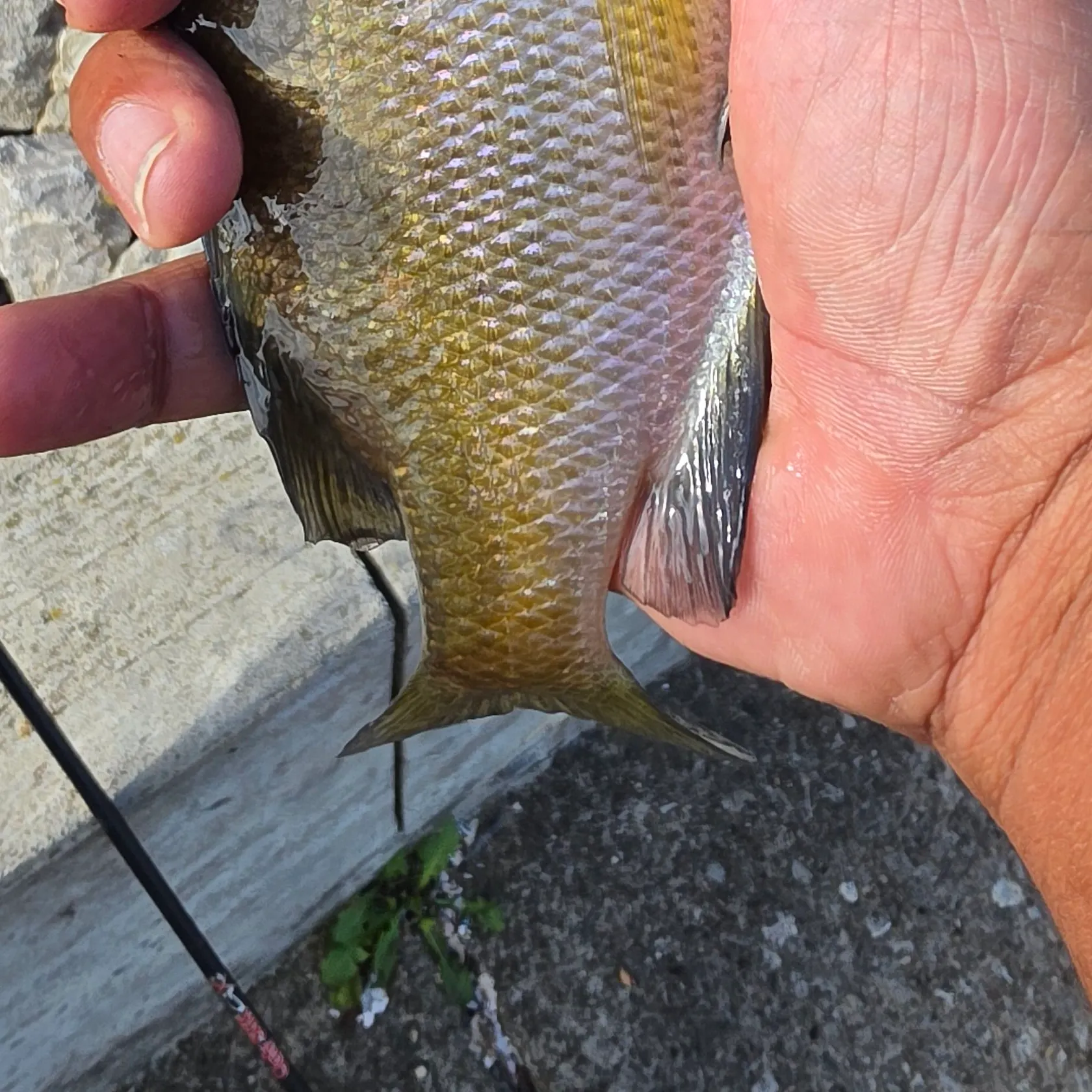 Bluegill caught on Fishbrain
