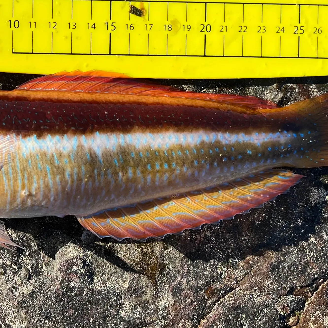 The most recent Maori wrasse catches on Fishbrain