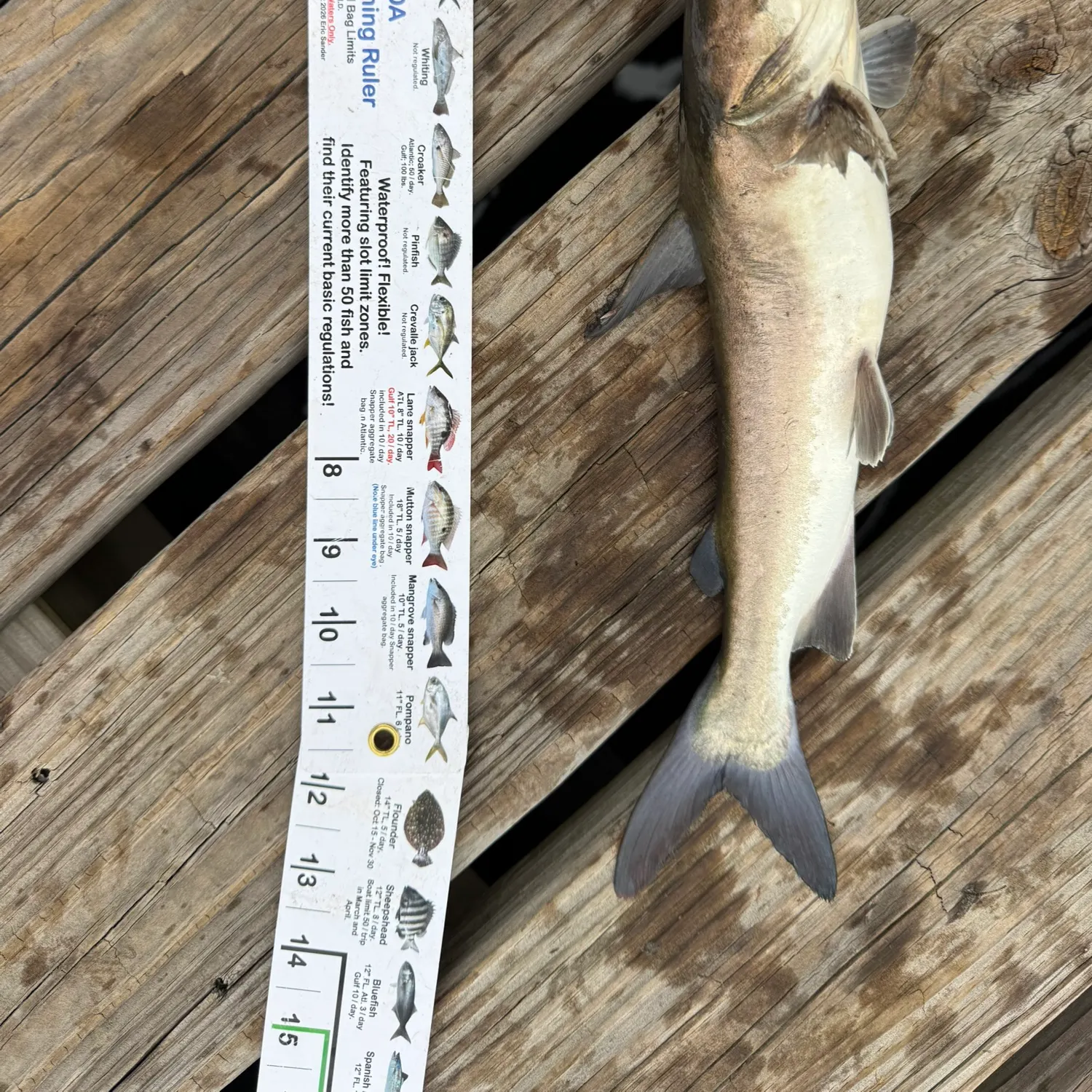 Hardhead sea catfish caught on Fishbrain