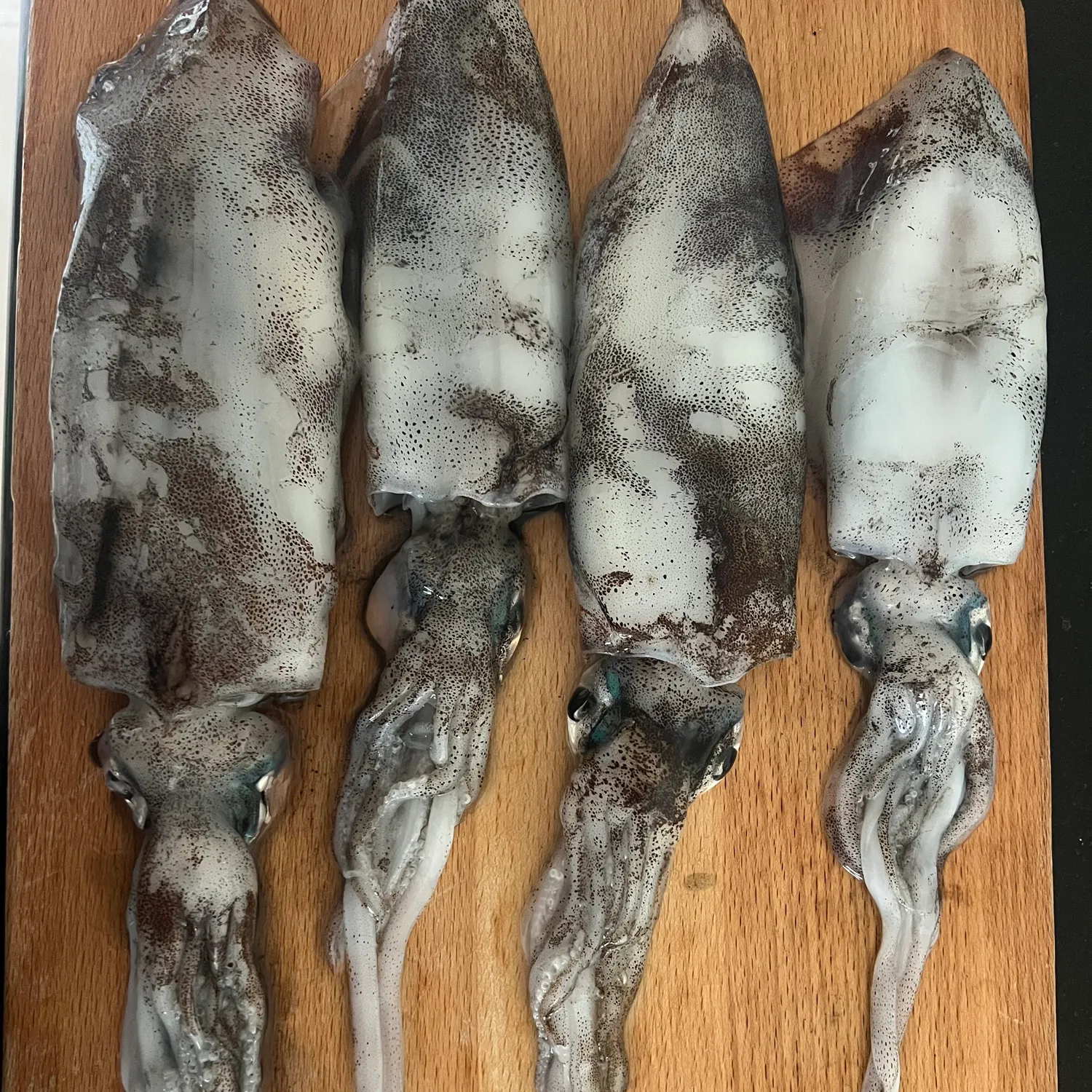 The most recent Southern calamari catches on Fishbrain