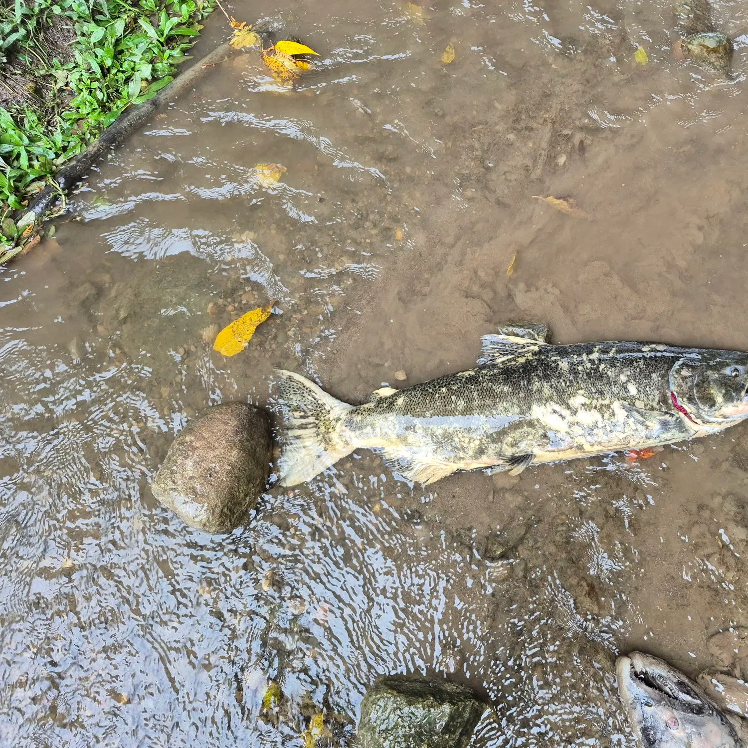 Chinook salmon caught on Fishbrain