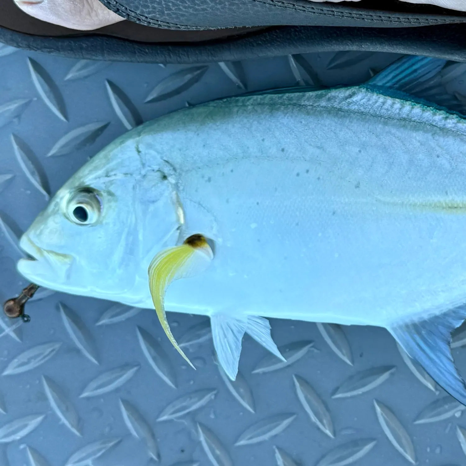 Bluefin trevally caught on Fishbrain